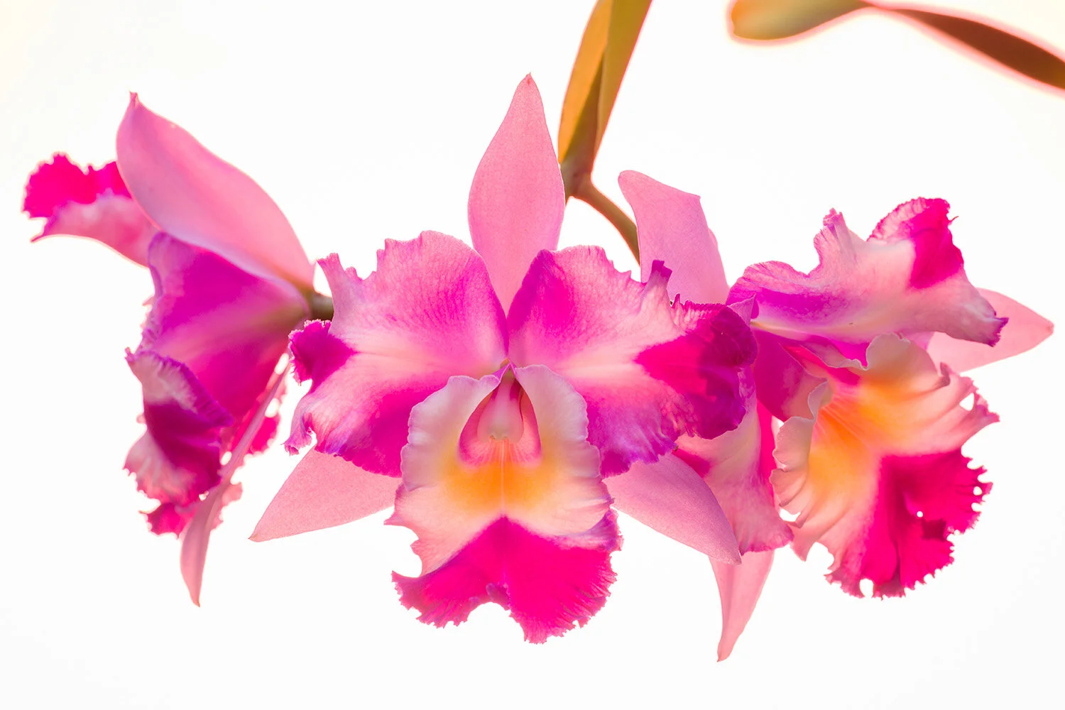  Cattleya orchids from Hawaiian Floriana Series. 
