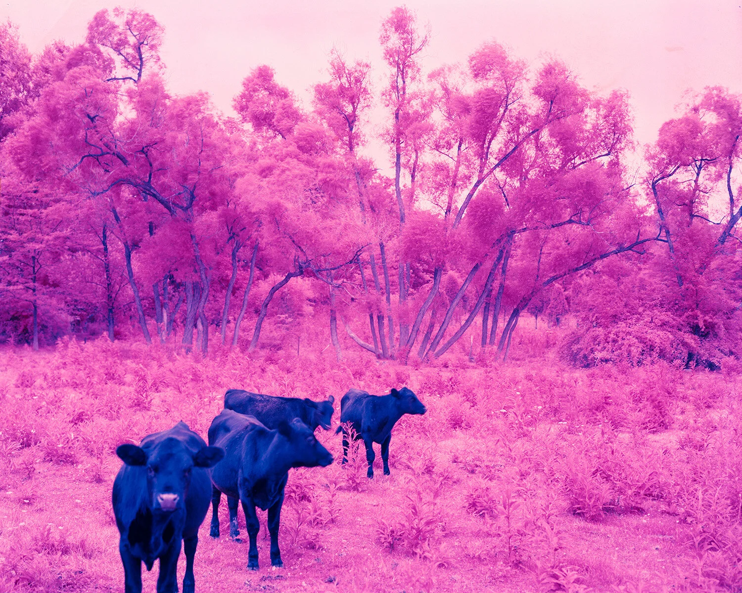  Black Angus Cattle in pasture with willow trees taken on 4x5 Kodak Aero Ektachrome Infra Red 4x5 film near Dayton, Ohio. 