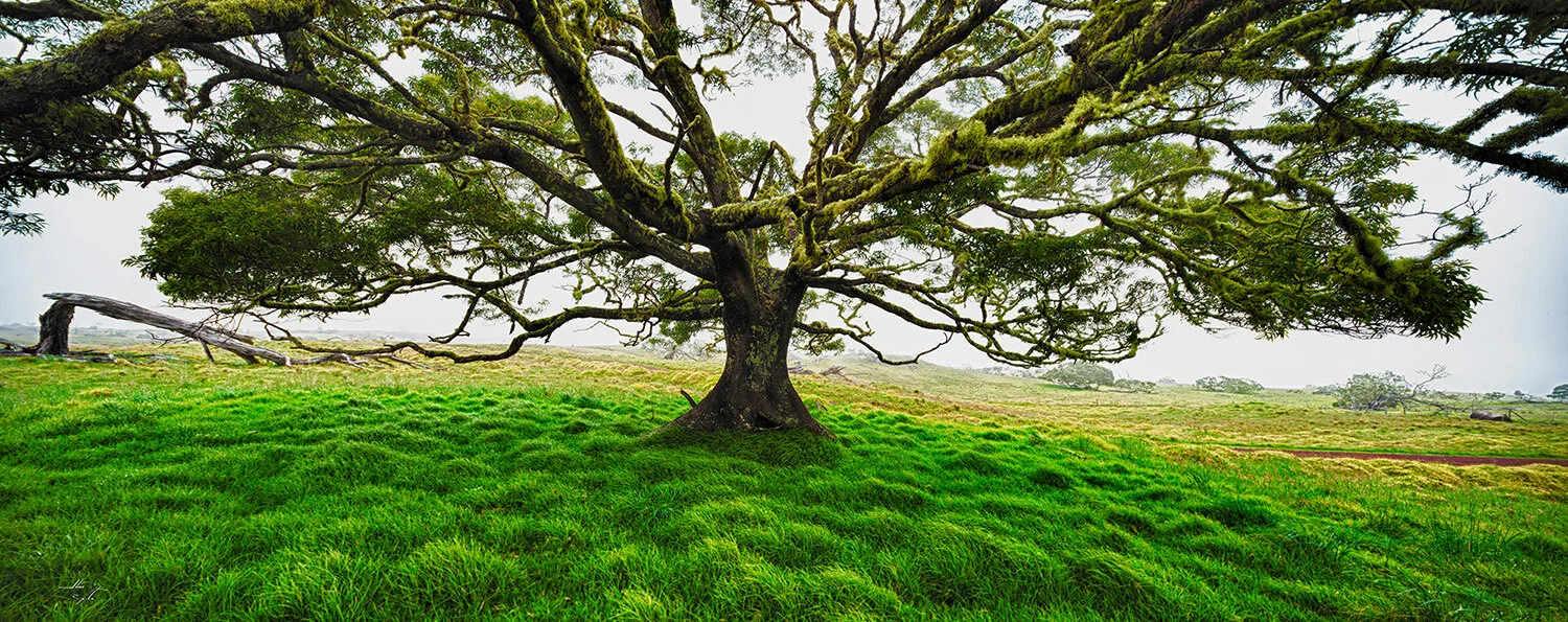  Koa tree (Acacia Koa) panorama on Mana Road near Kamuela, Hawai'i. 