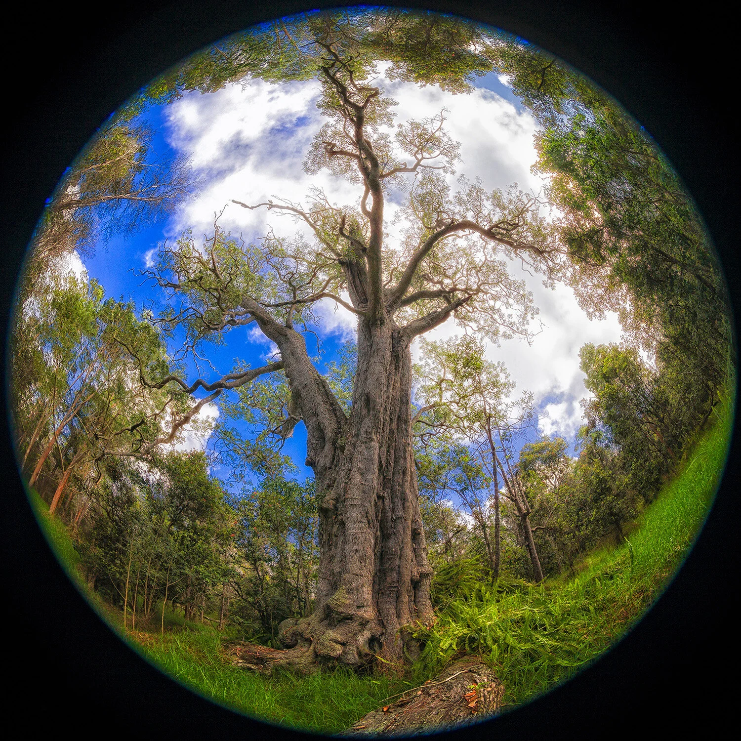  180º fisheye lens view of world’s largest koa tree (Acacia koa) known as Kekoa in Nature Conservancy Hema preserve near Honomolino, Hawai'i Island.  Navigator Nainoa Thompson was gifted a large print of this photo on this return from Hokule'a world 
