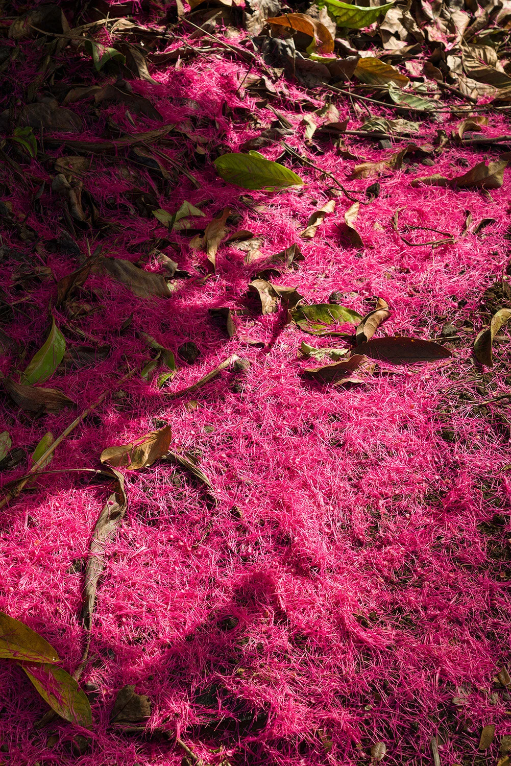  Mountain Apple (Syzygium malaccense) blossom on ground in South Kona, Hawai'i. 