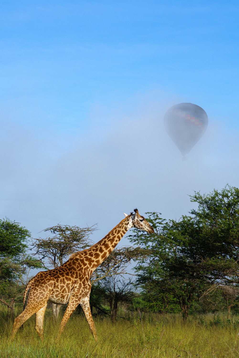  Morning fog with giraffe and hot air balloon in Serengeti National Park in Tanzania. 