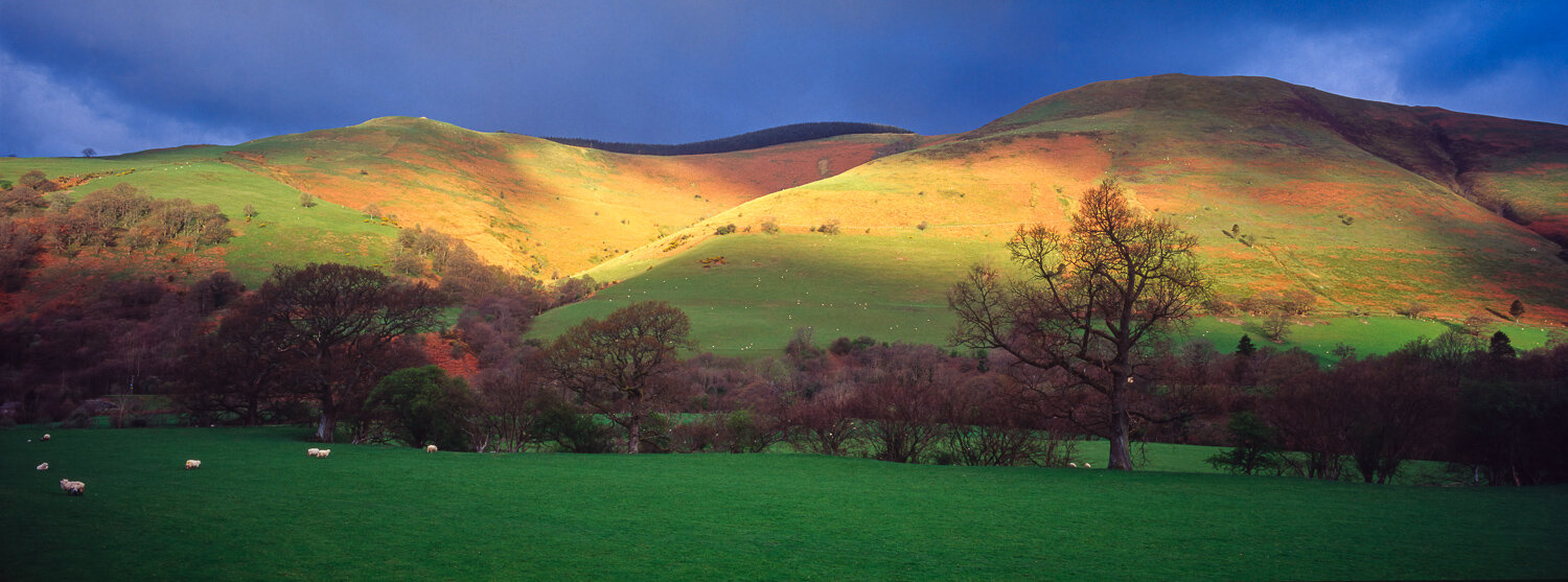 Morning light with sheep gracing near Mallwyd, Gwynedd, Wales