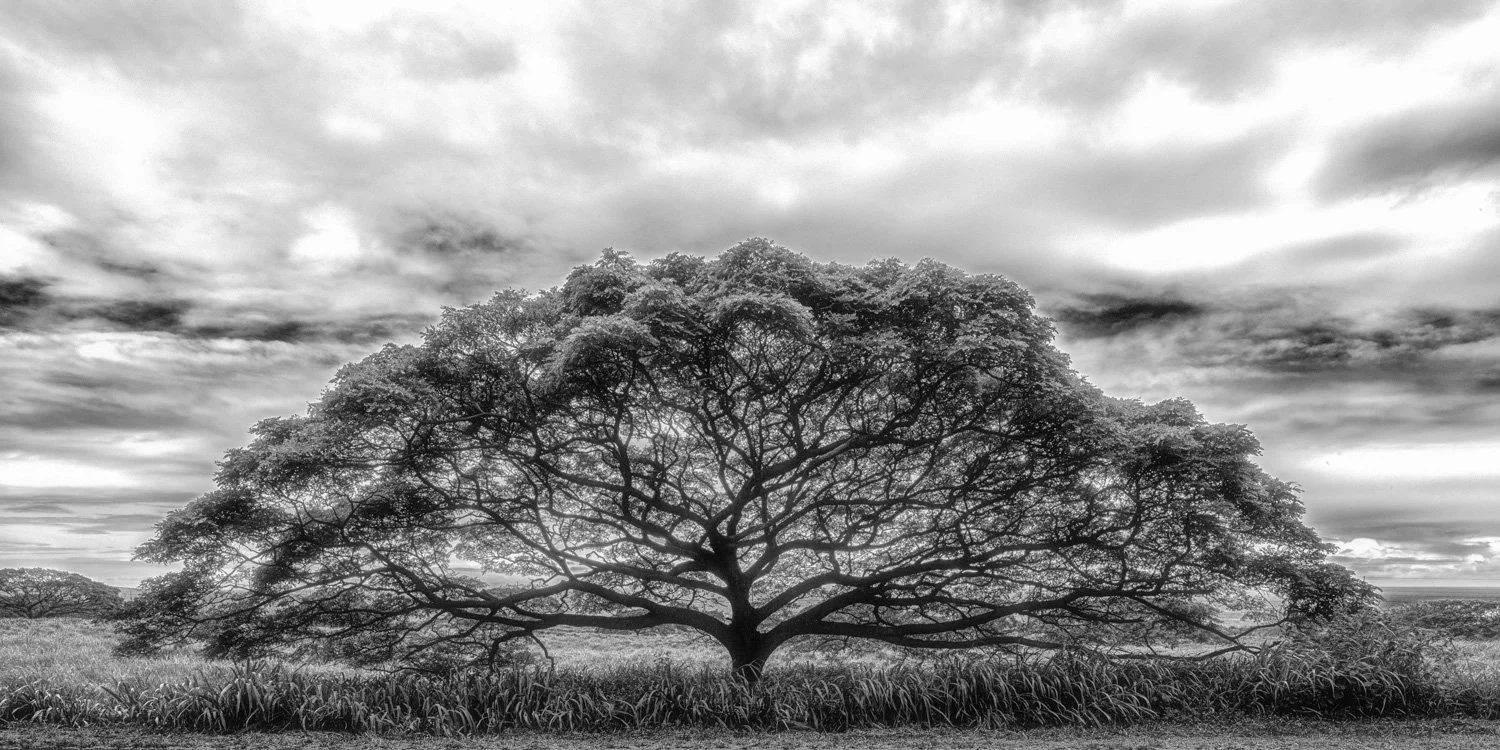 Monkeypod in Pahala, Hawai'i