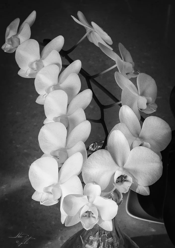 Phalaenopsis amabilis aka Moth Orchid