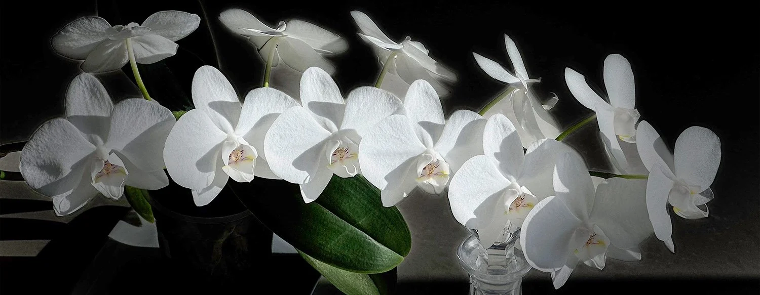 Phalaenopsis amabilis aka Moth Orchid