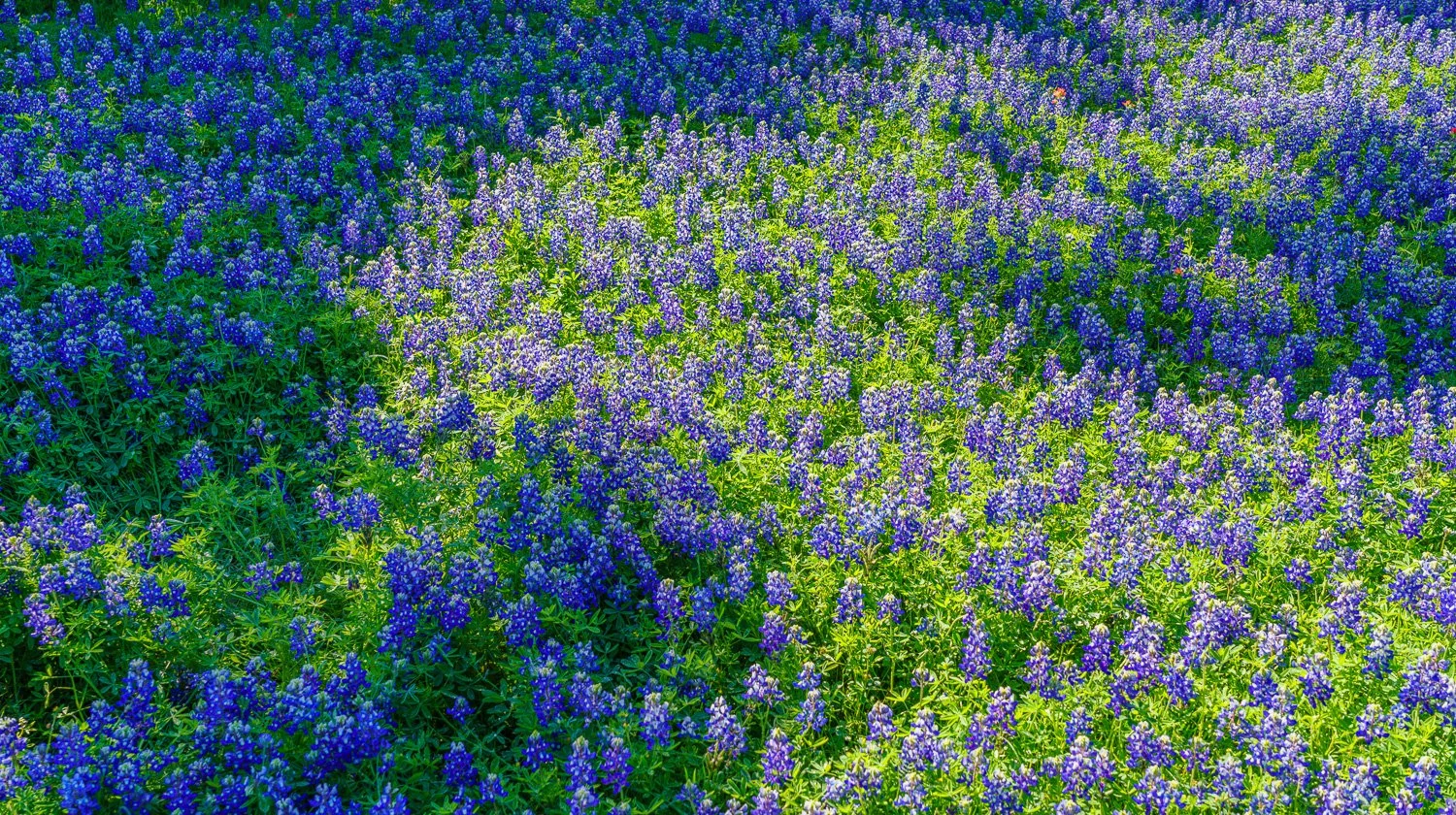 Bluebonnets at Ladybird Johnson Wildflower Center