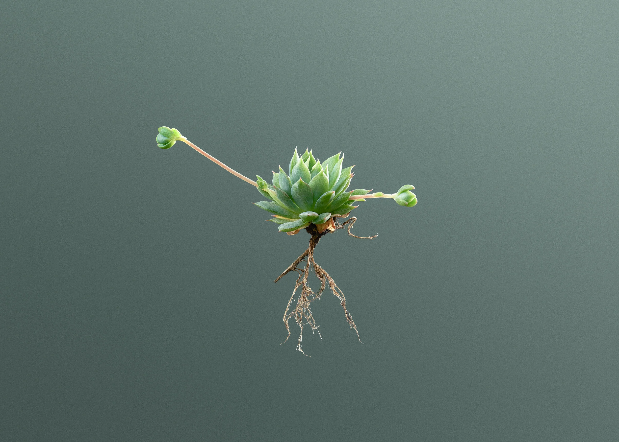 Quarantine Projects6465grain LR.jpg