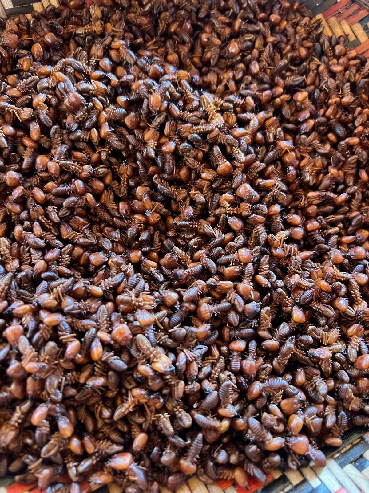 WhatsApp Image 2025-11-18 at 14.31.48 (6).jpeg