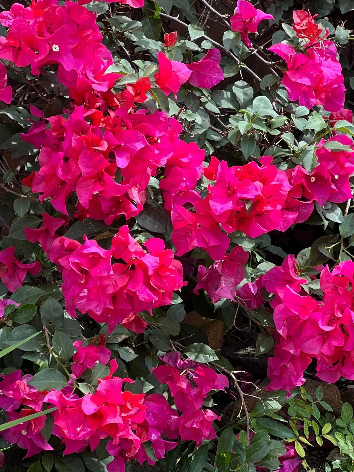 WhatsApp Image 2025-12-05 at 19.58.31 (6).jpeg