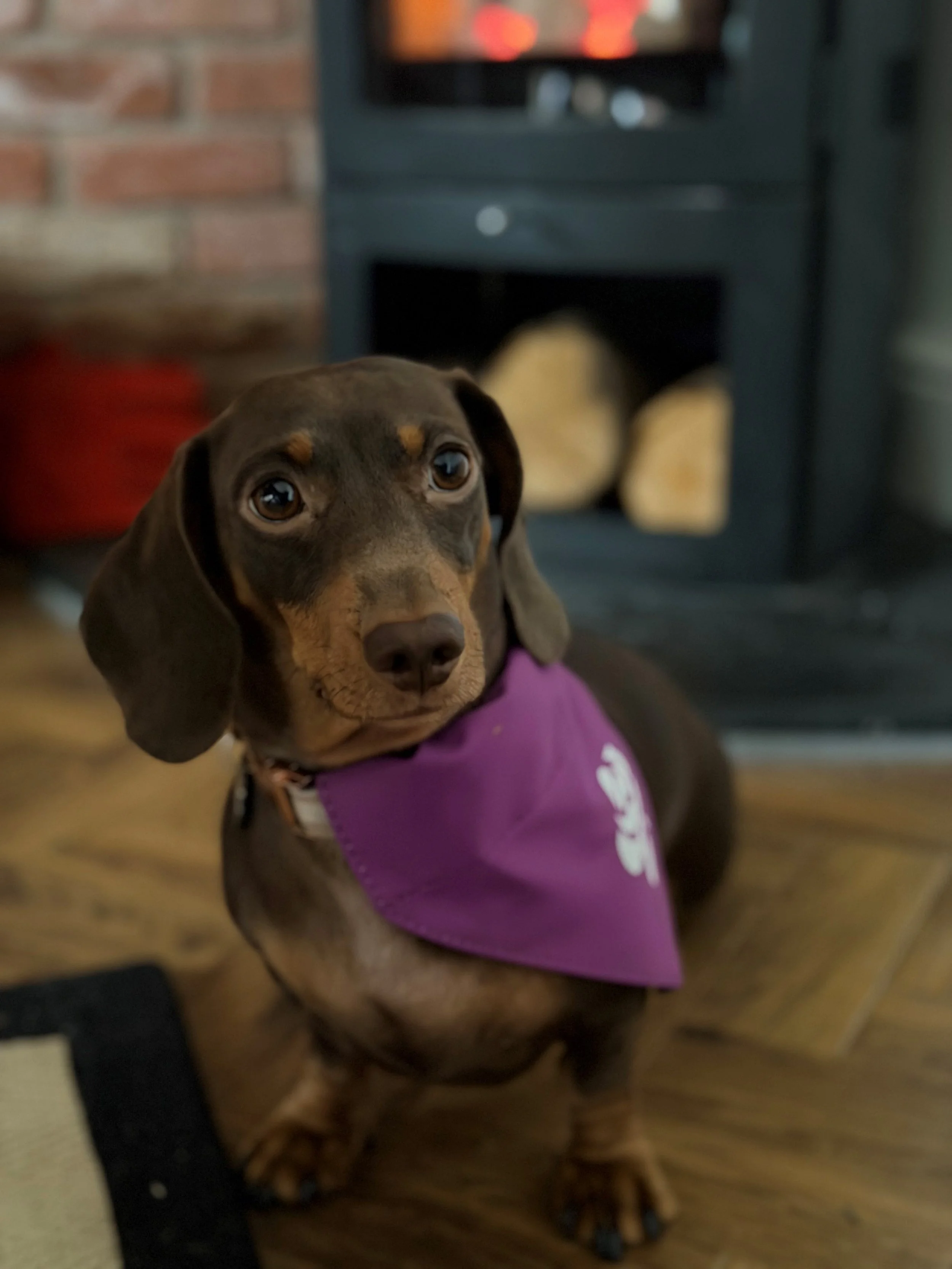 Coco 1.jpg