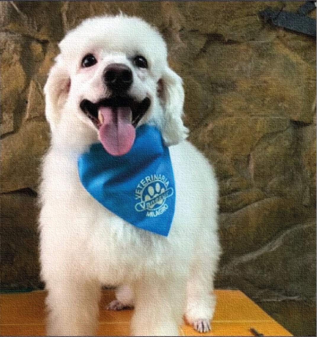 Creative team at the Digital Creative House designing brands, websites, and marketing for clients in UK, Canada, and Australia