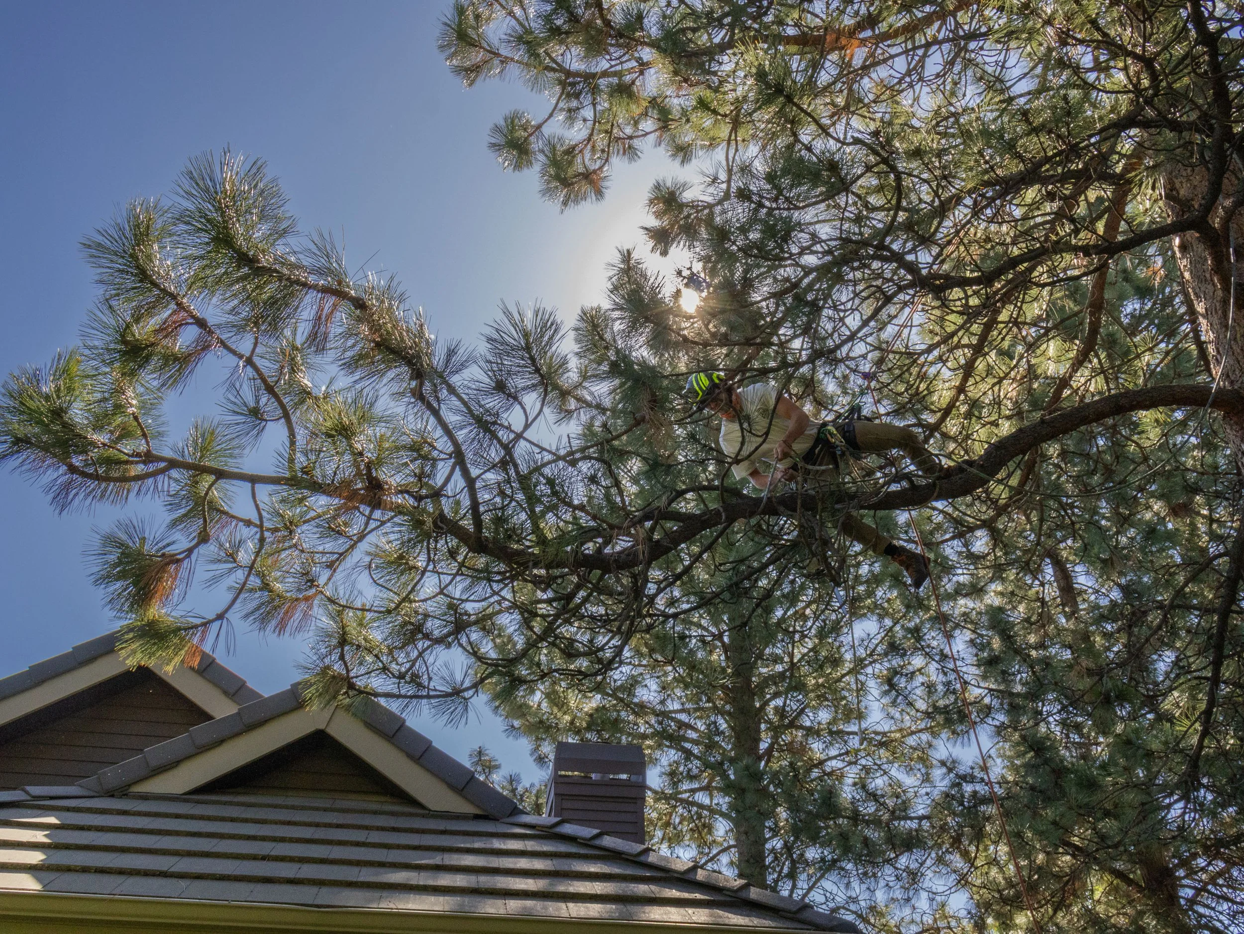 STP_NateJohnTree_06_02_2026-43.jpg
