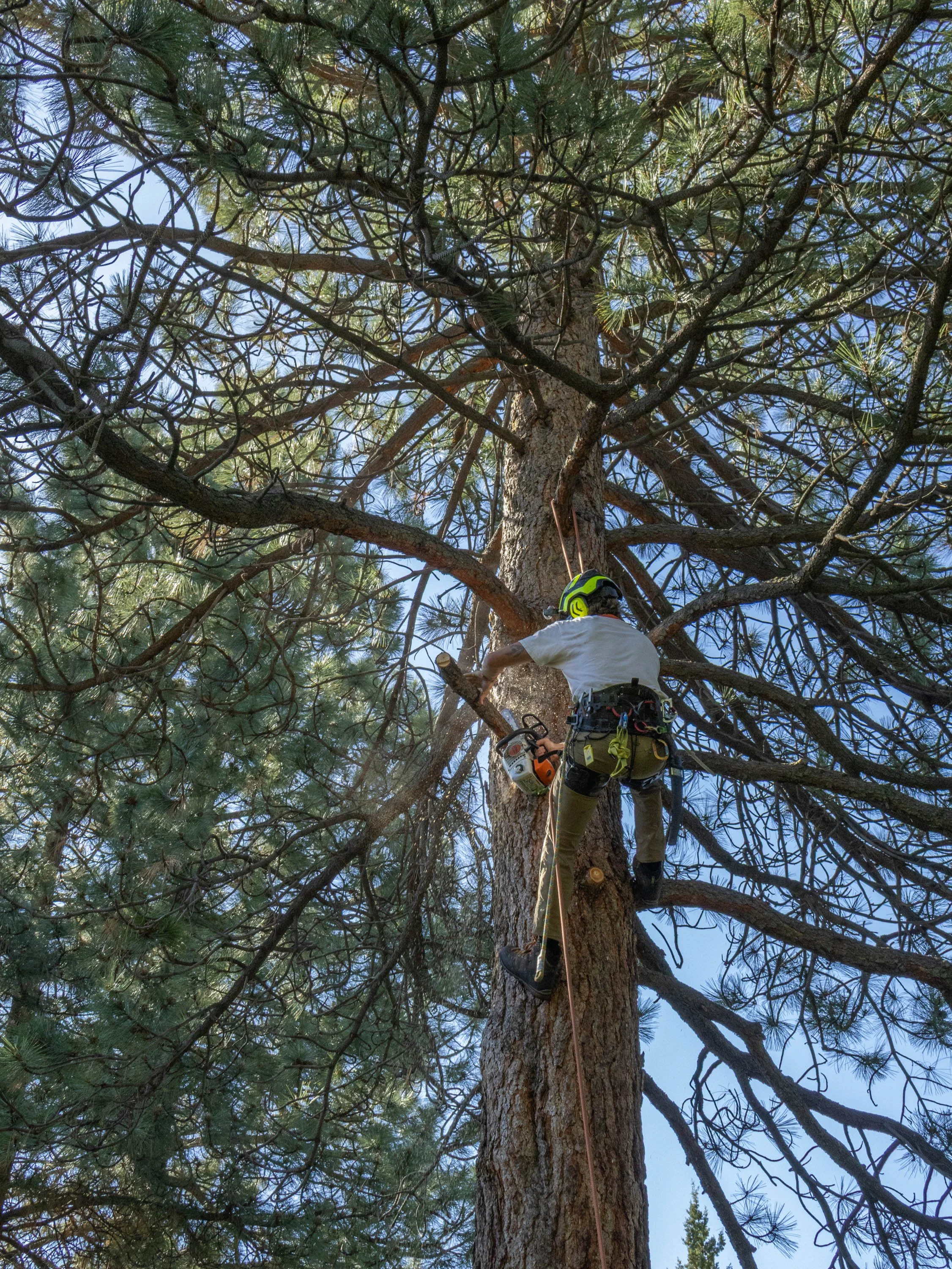 STP_NateJohnTree_06_02_2026-34.jpg