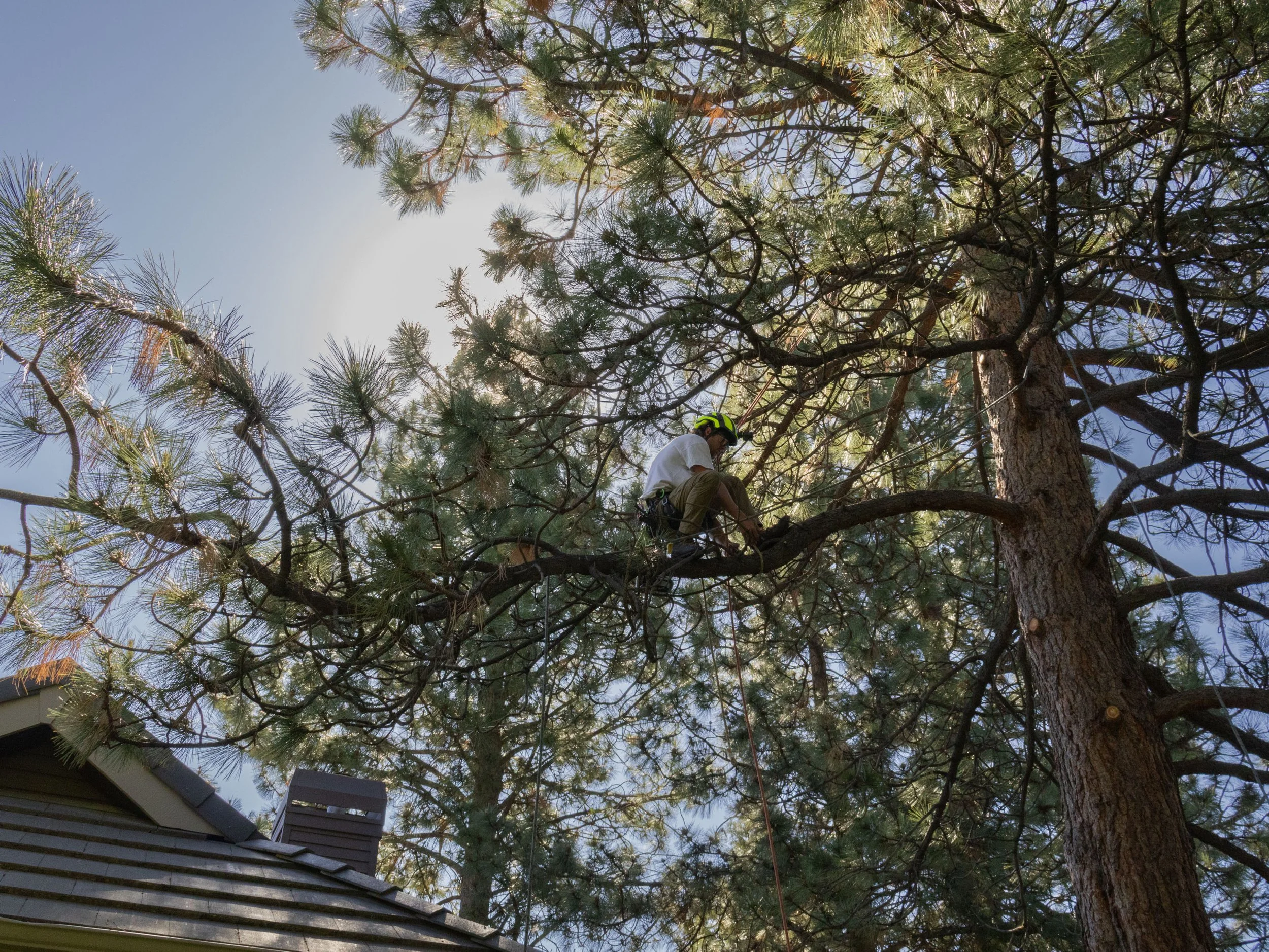 STP_NateJohnTree_06_02_2026-36.jpg