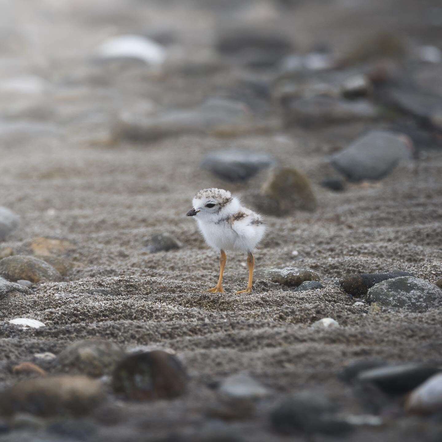 Thinking of turning this into a plover chick feature page. 

Seriously the most fun I&rsquo;ve had photographing in a while.
