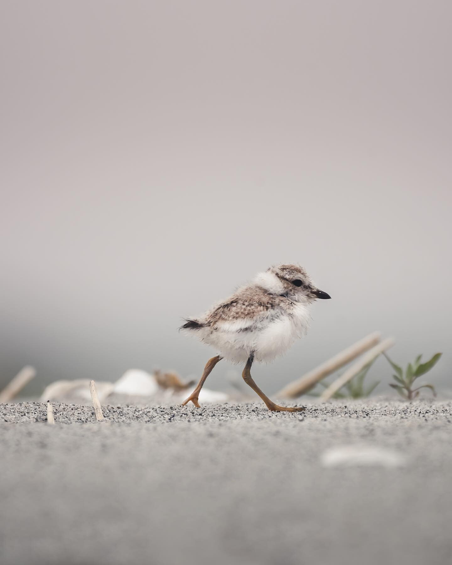The subject. The environments.  The small scale. The coastal vibes.  Piping Flippin plovers all day!!!! Check my story for the full crop!  Definitely printing this one out!