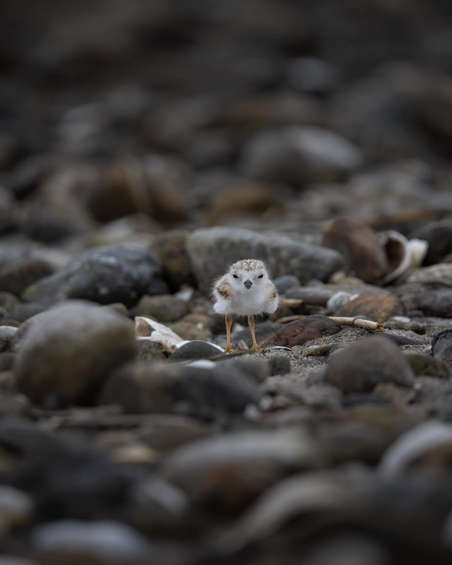 Piping plovers can live up to 15 years in the wild!! If you happen to walk to close to the babies, which is easy to do because of their incredible camouflage, the mothers will swoop in, and cry while dragging one wing in the sand, in the attempt to l