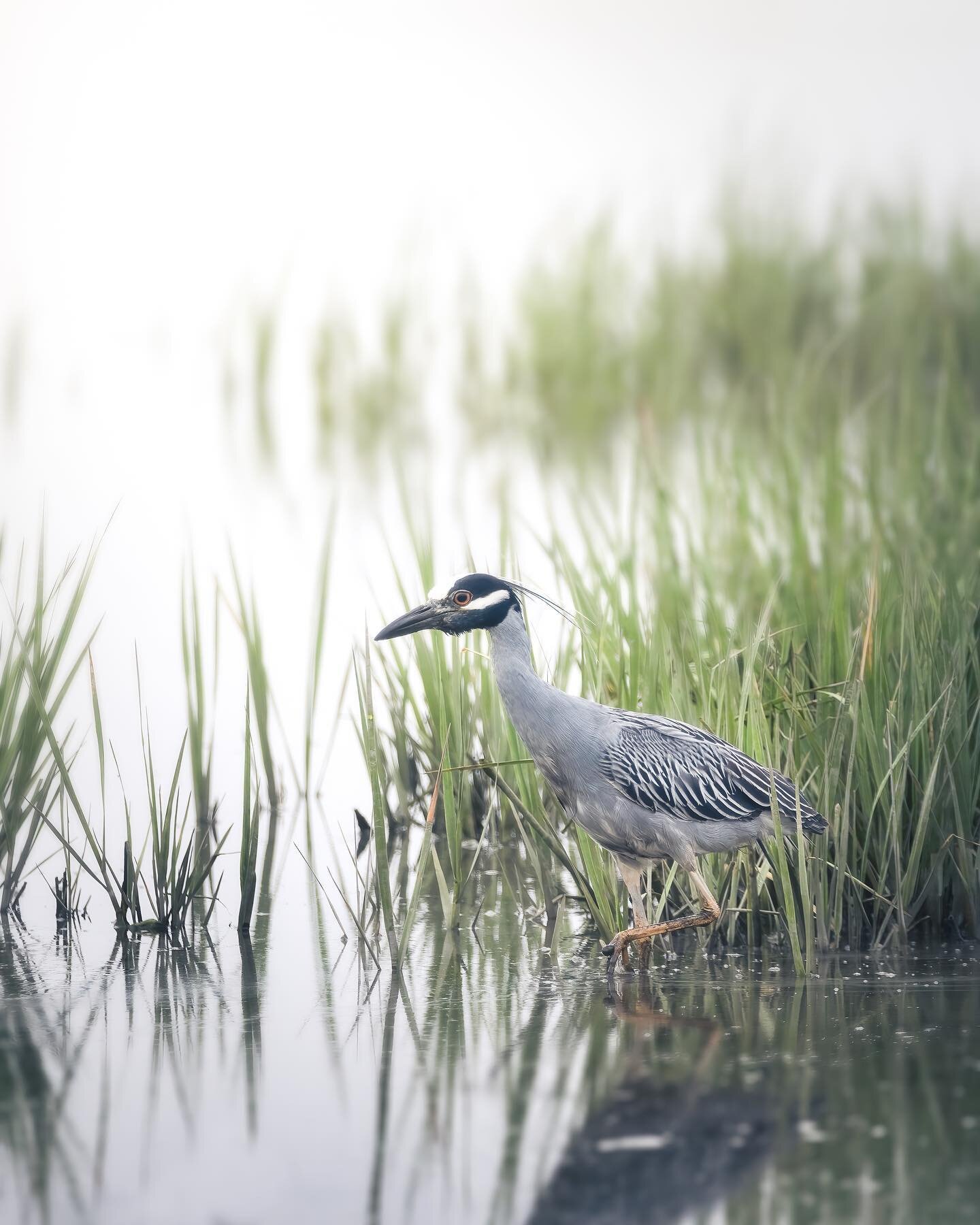 The yellow capped night heron, not at night.