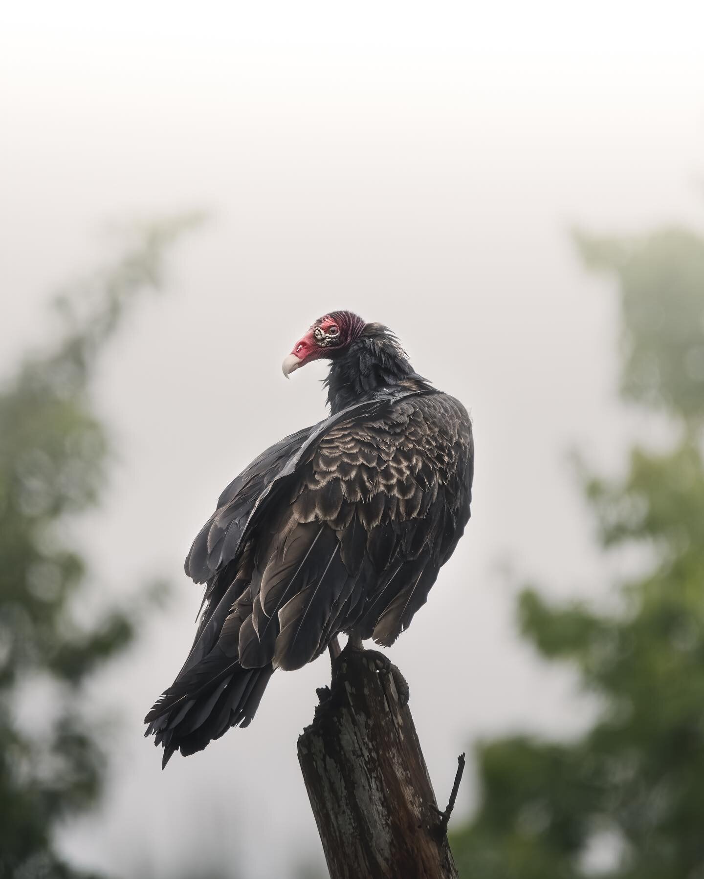 Lookin at this jive turkey (vulture), lookin back at it.  Have a great holiday weekend everyone !