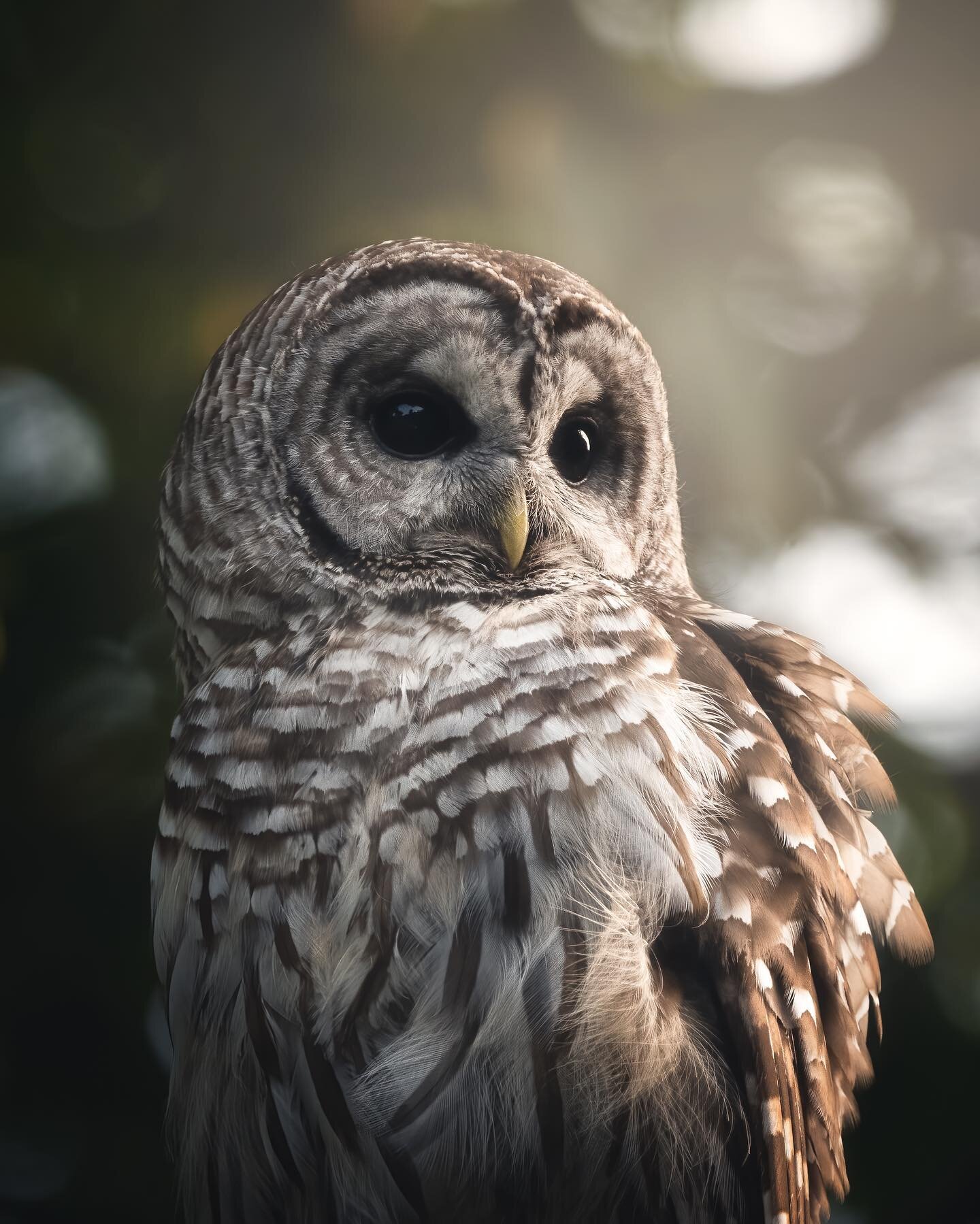 I&rsquo;ve been so lucky to spend a few evenings with a family of barred owls.  Although I&rsquo;ll never sleep again without reliving their screeches I enjoyed my time with all 5 of them. They come out right before dark and I was lucky to get this s