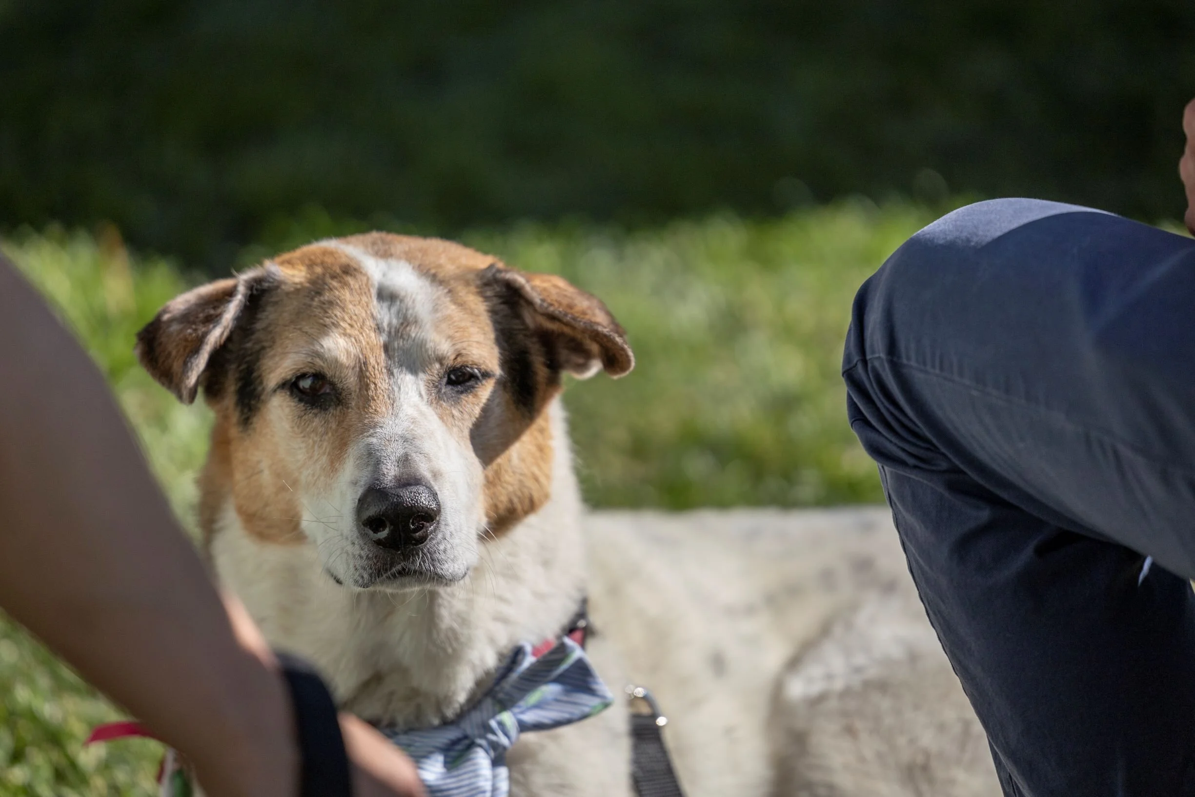 Dog with Ring 02.jpg