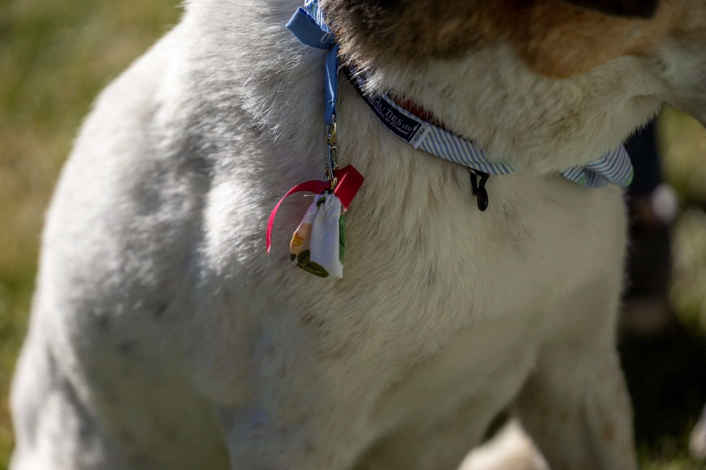 Dog with Ring 01.jpg