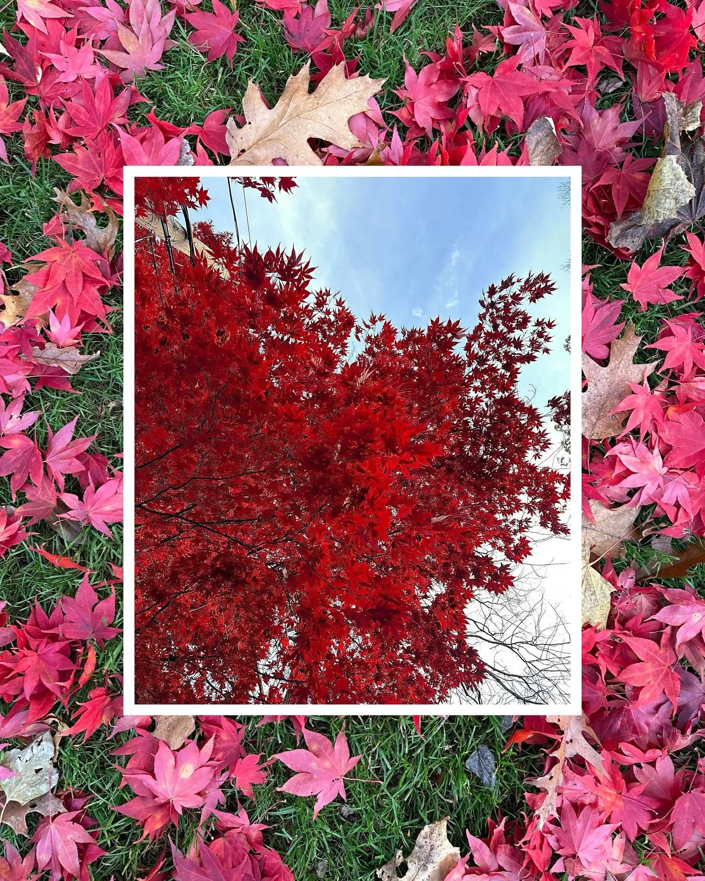 C O L O R inspiration found this week 

Without trying really at all. The reds and pinks are calling me. They want to be painted and so they shall. 

Hey - remember when we used to just post pretty things on this app? It was just for fun. And I want 