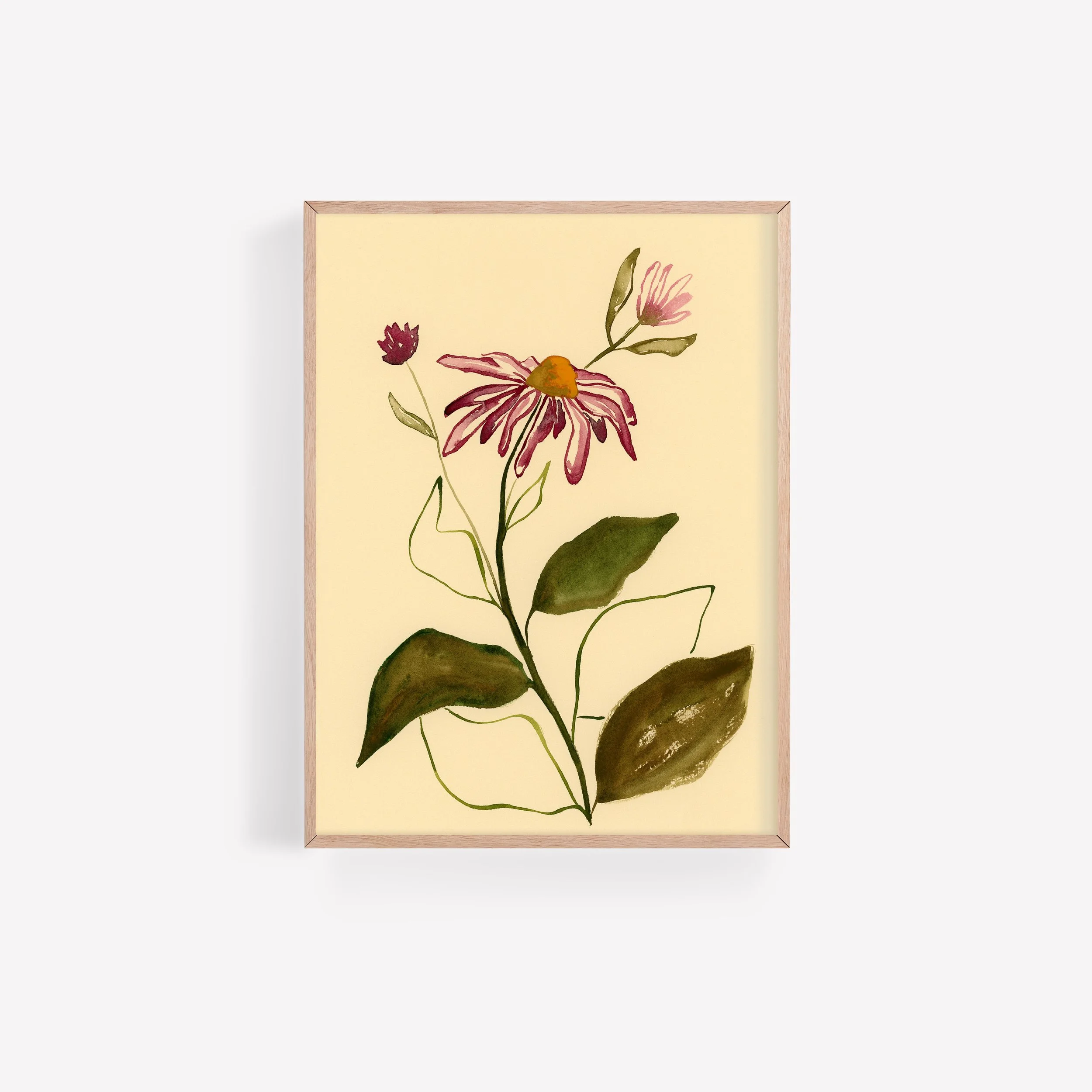 Purple Echinacea