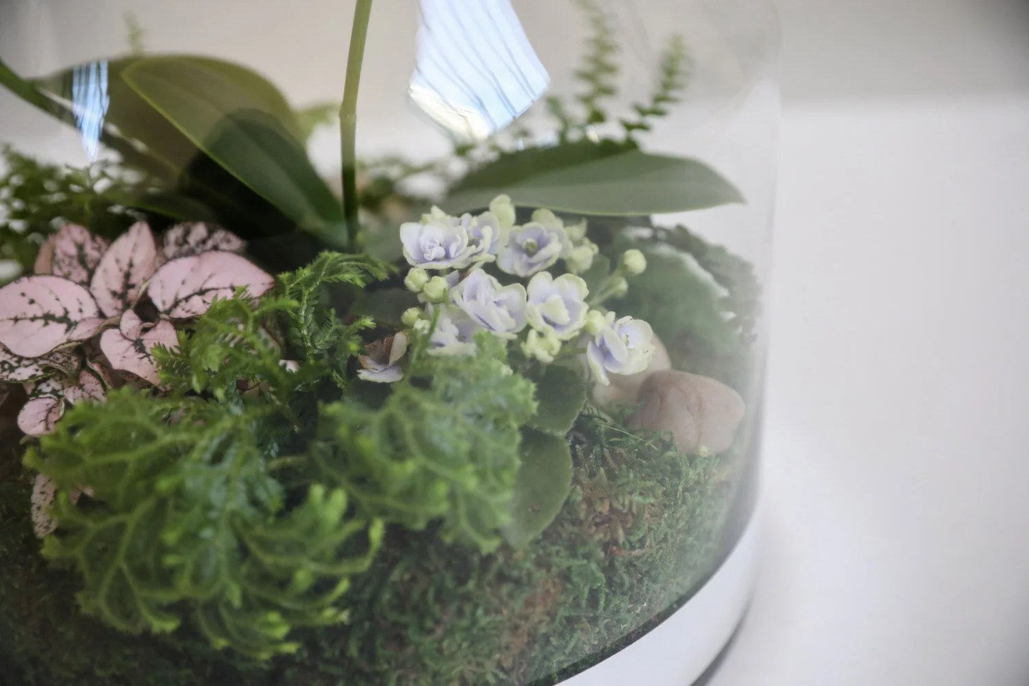 011818-Petaloom-Lifestyle-63.jpg