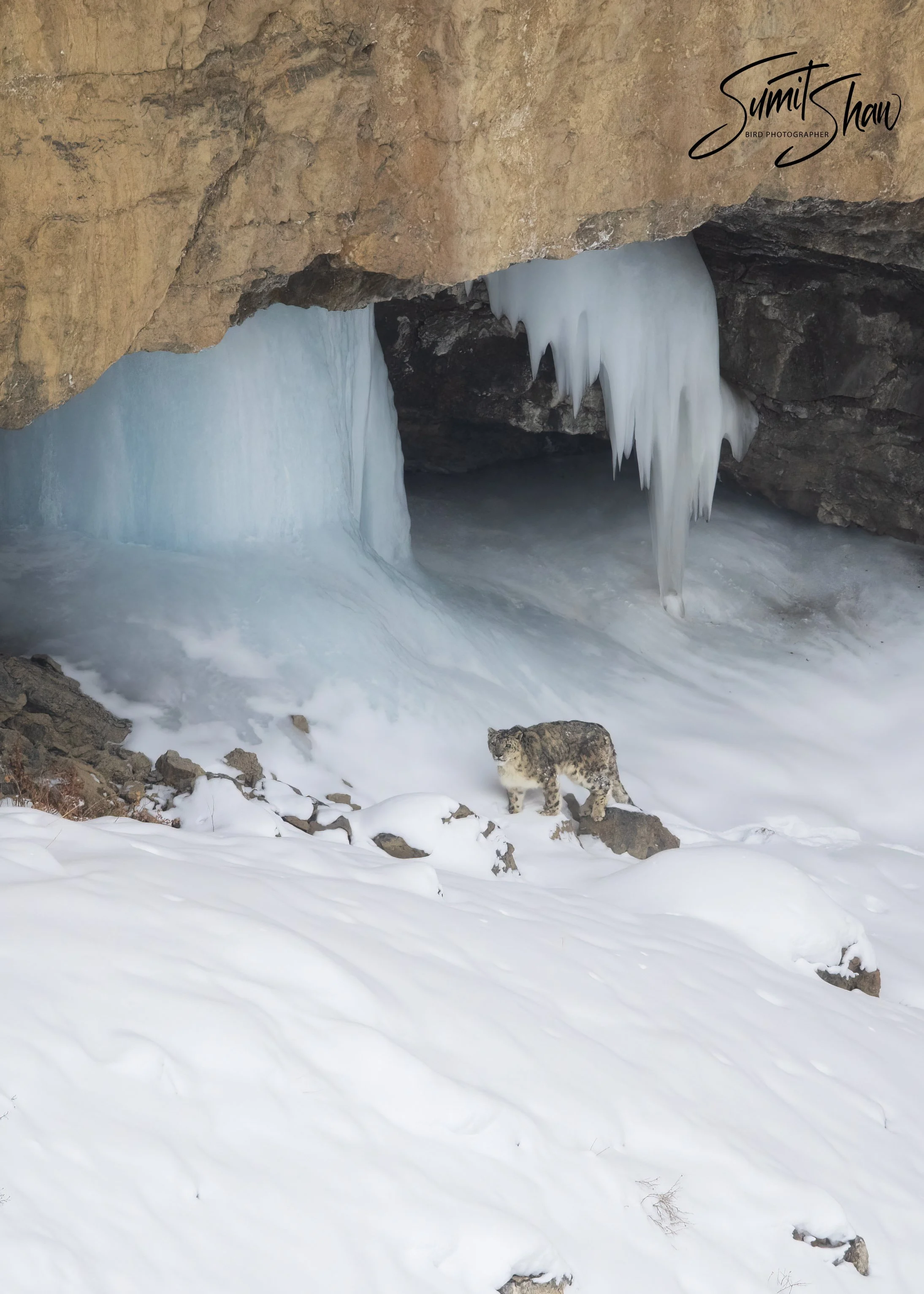 Snow Leopard - VULNERABLE