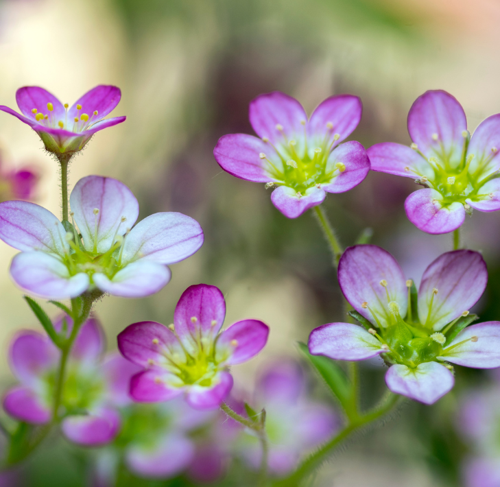 Growing & diversifying