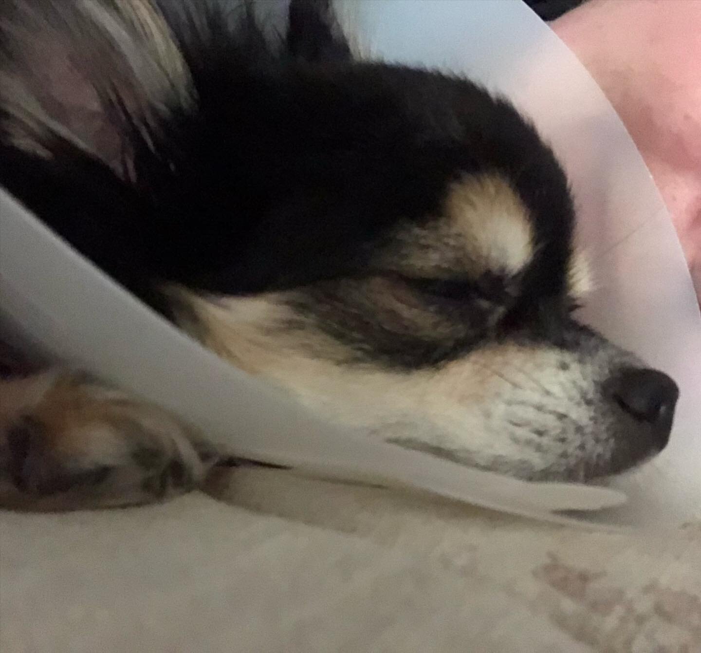 As promised here is the poor little man! The last couple of pics are pre eye issues! 
Bear had another vet trip today and his eye is improving. 

ID pics of Bear a black white and tan long haired chihuahua with a cone of shame on. 

#18maidenlane #he