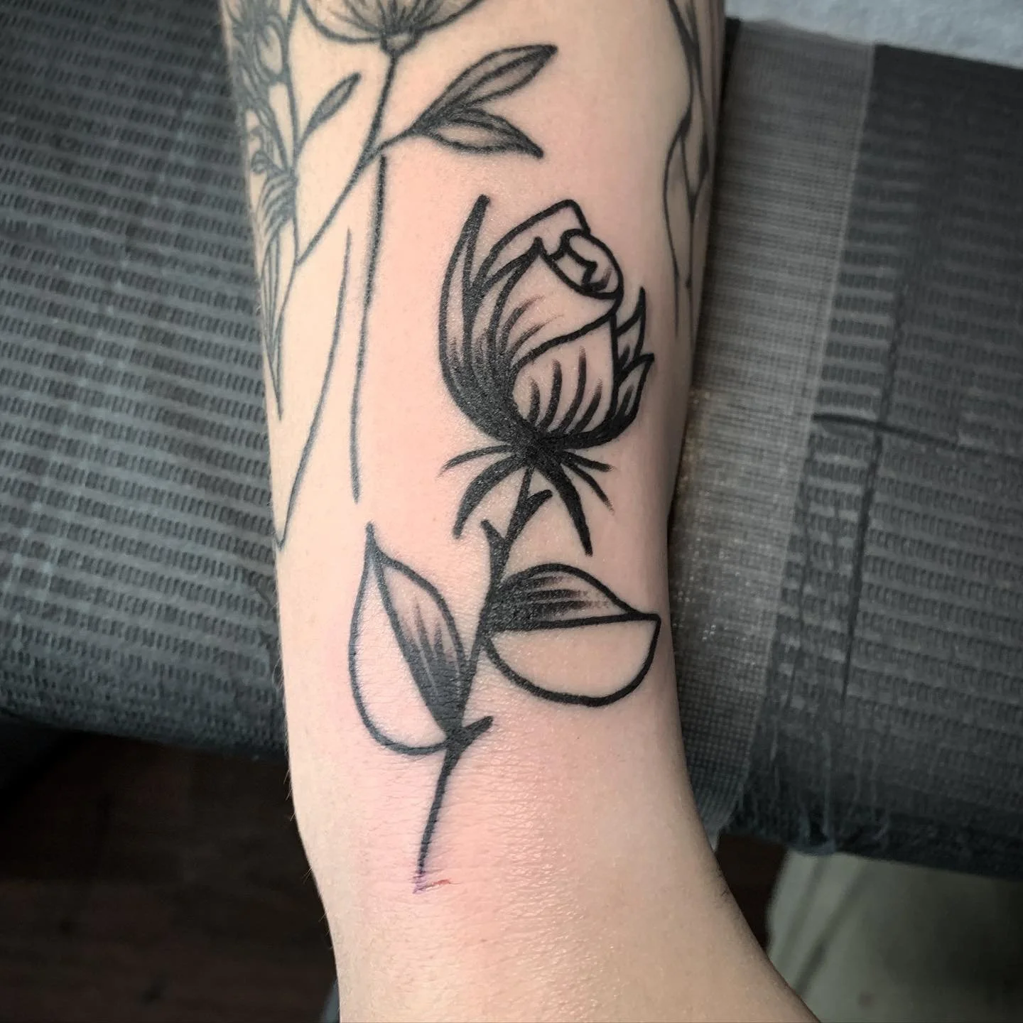 rose.jpg