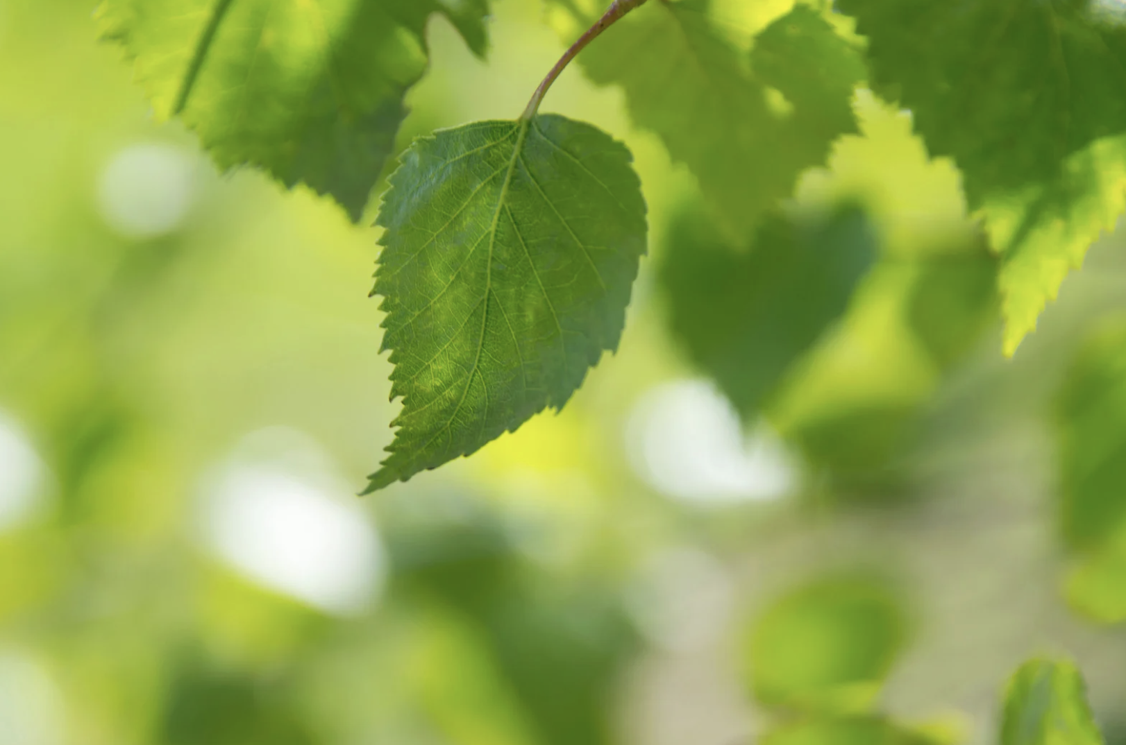 Road to Self-Renewal