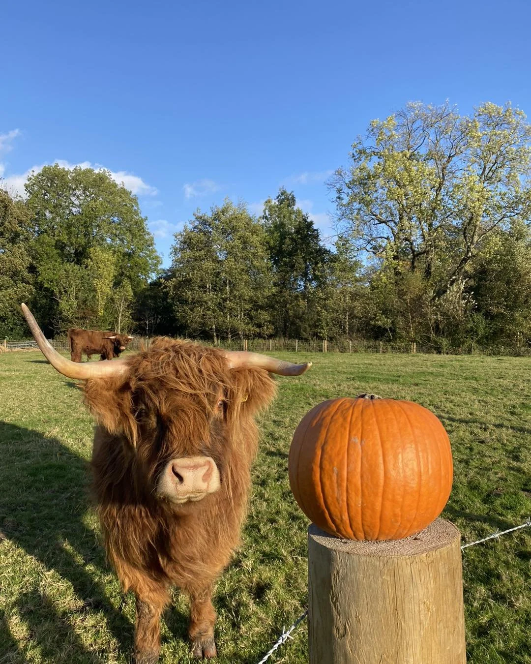A Highland cow with long horns and reddish-brown fur standing next to a large orange pumpkin on a wooden post in a green field under a blue sky with scattered clouds. There are trees and another cow in the background.