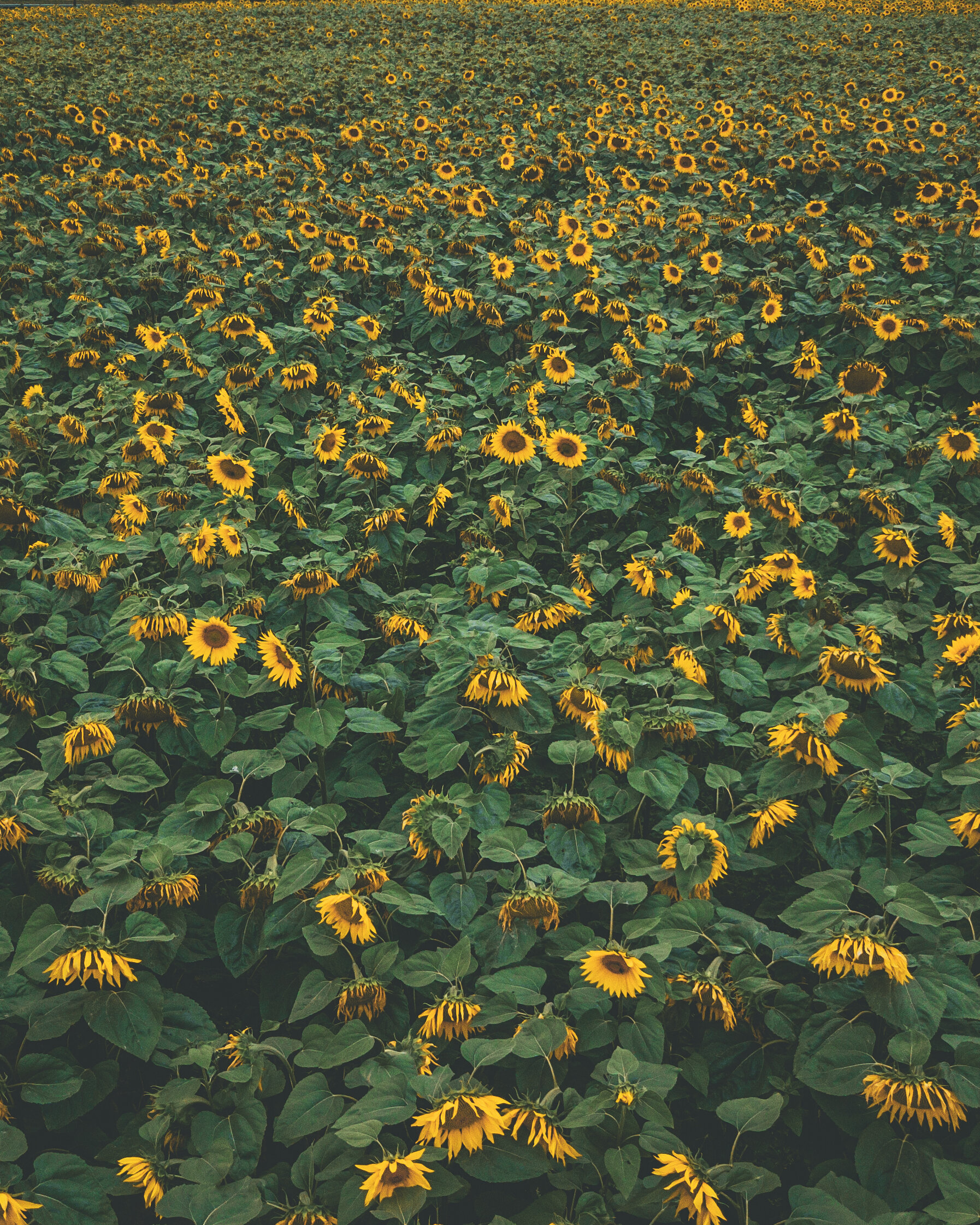Sonnenblumen in Weimar