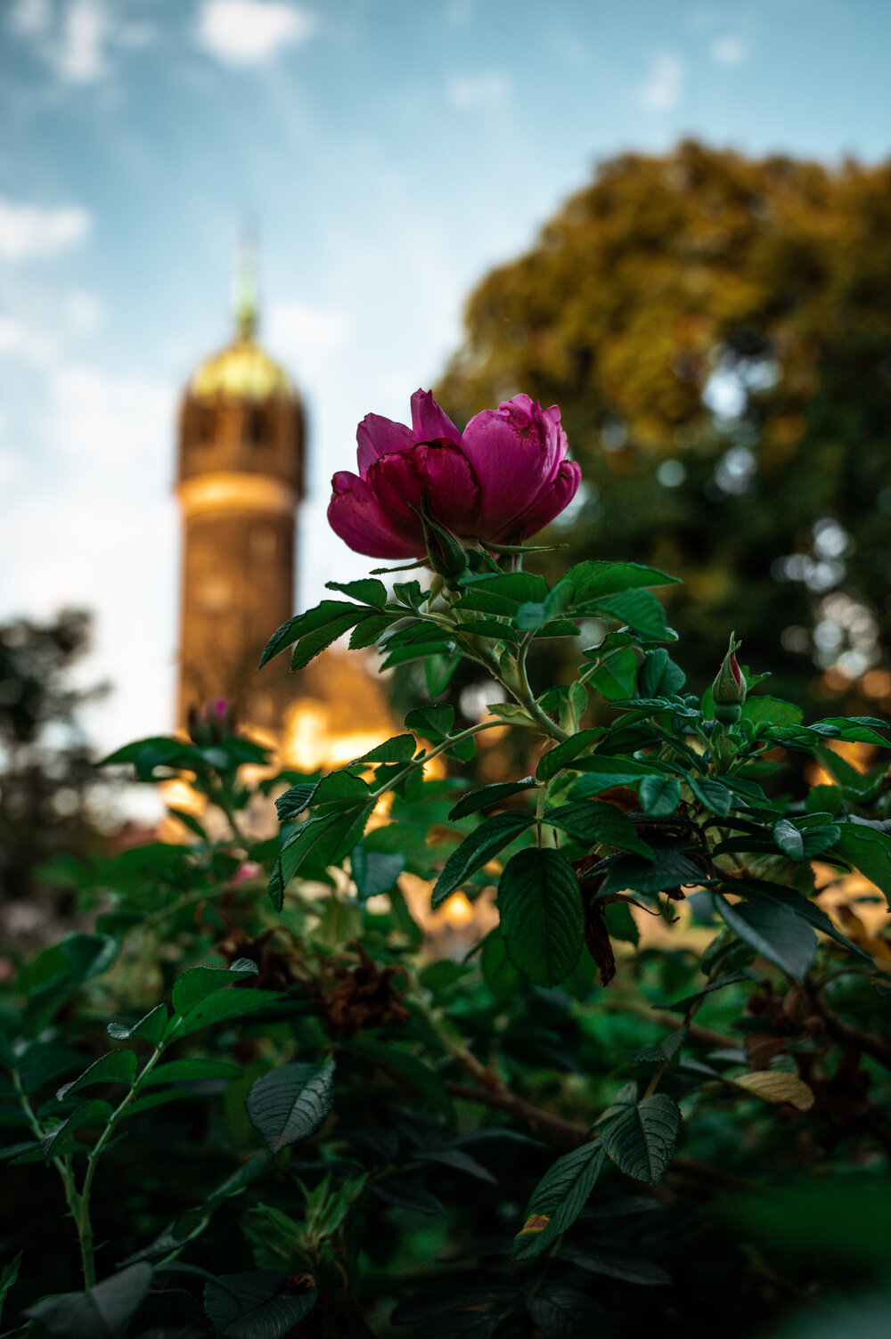 Schlossgarten Wittenberg