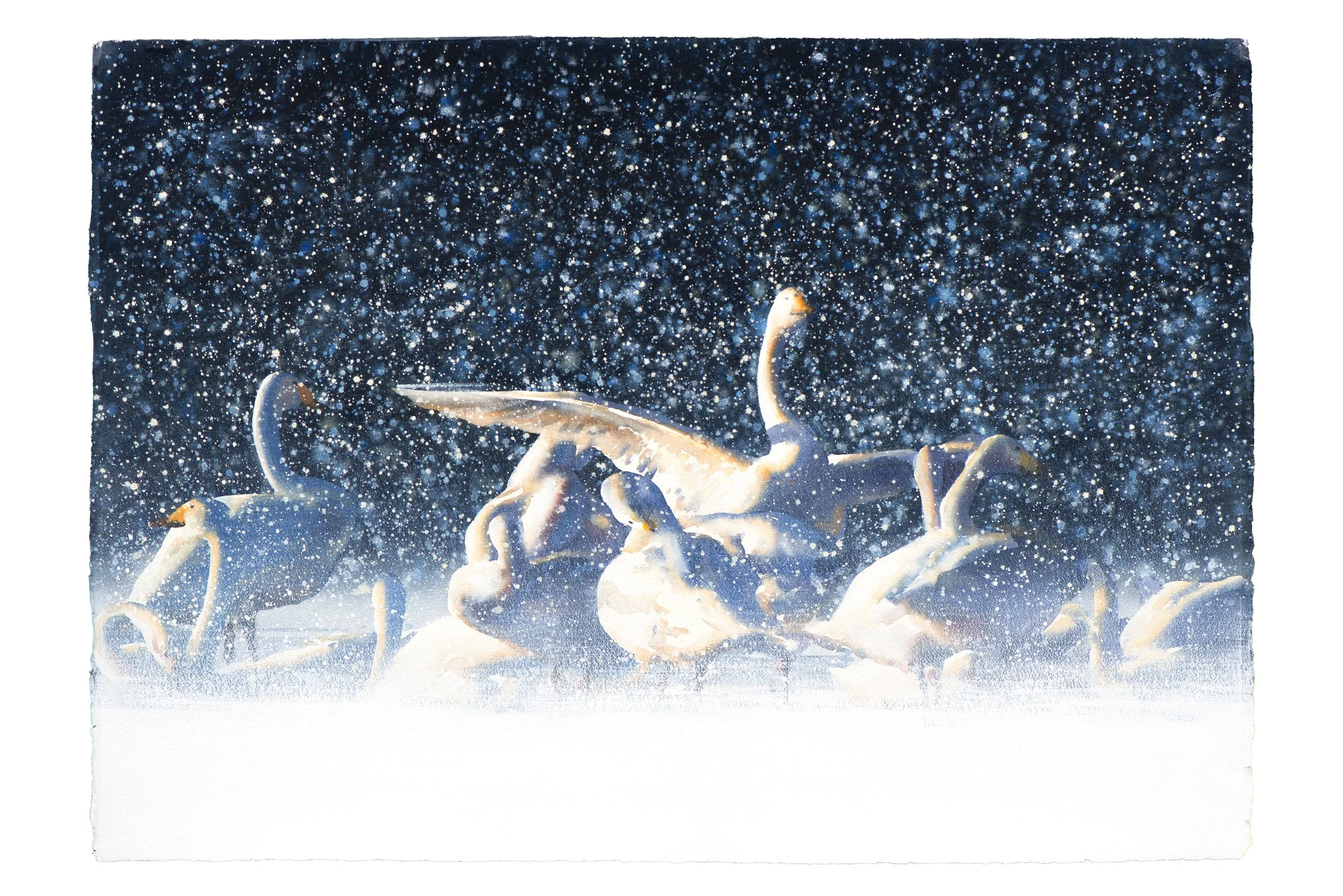"Whooper Swans" 2025

Watercolor and gouache on paper
76x106 cm