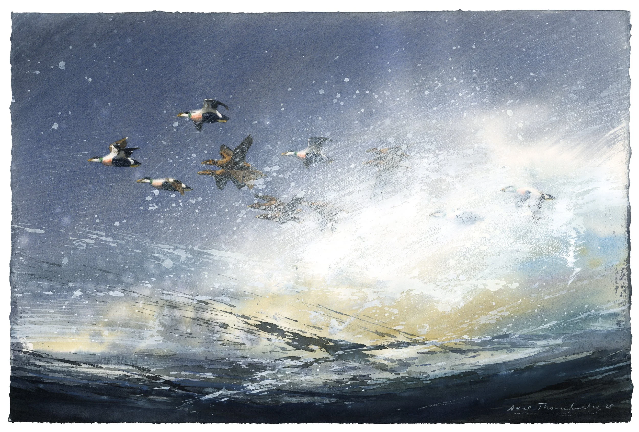 "Storm, migrating Eiders" 2025

Watercolor on paper
38x56 cm