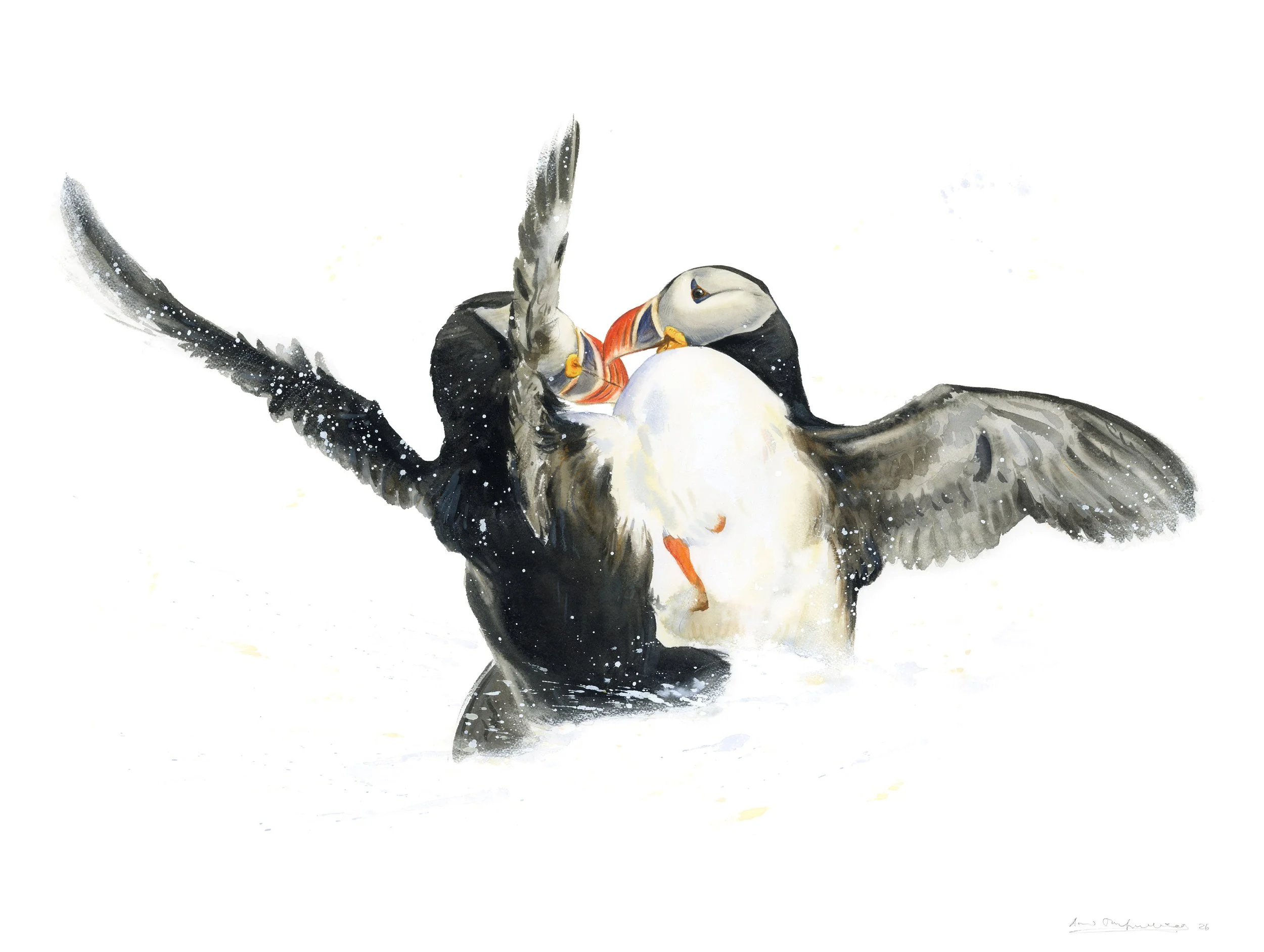 "Fighting Puffins" 2026

Watercolor on paper
56x76 cm