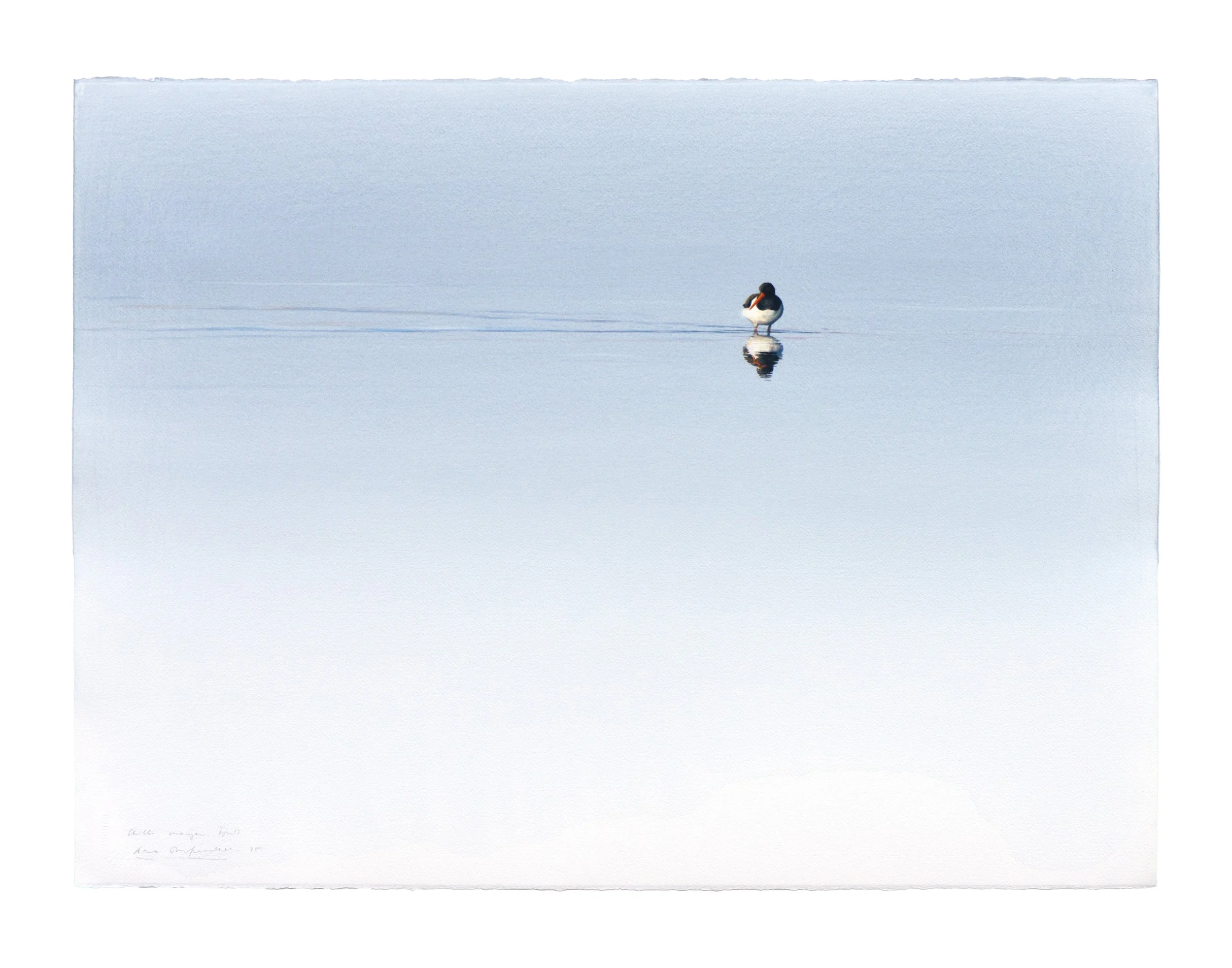 "Lonely Oystercatcher" 2026

Watercolor on paper
56x76 cm