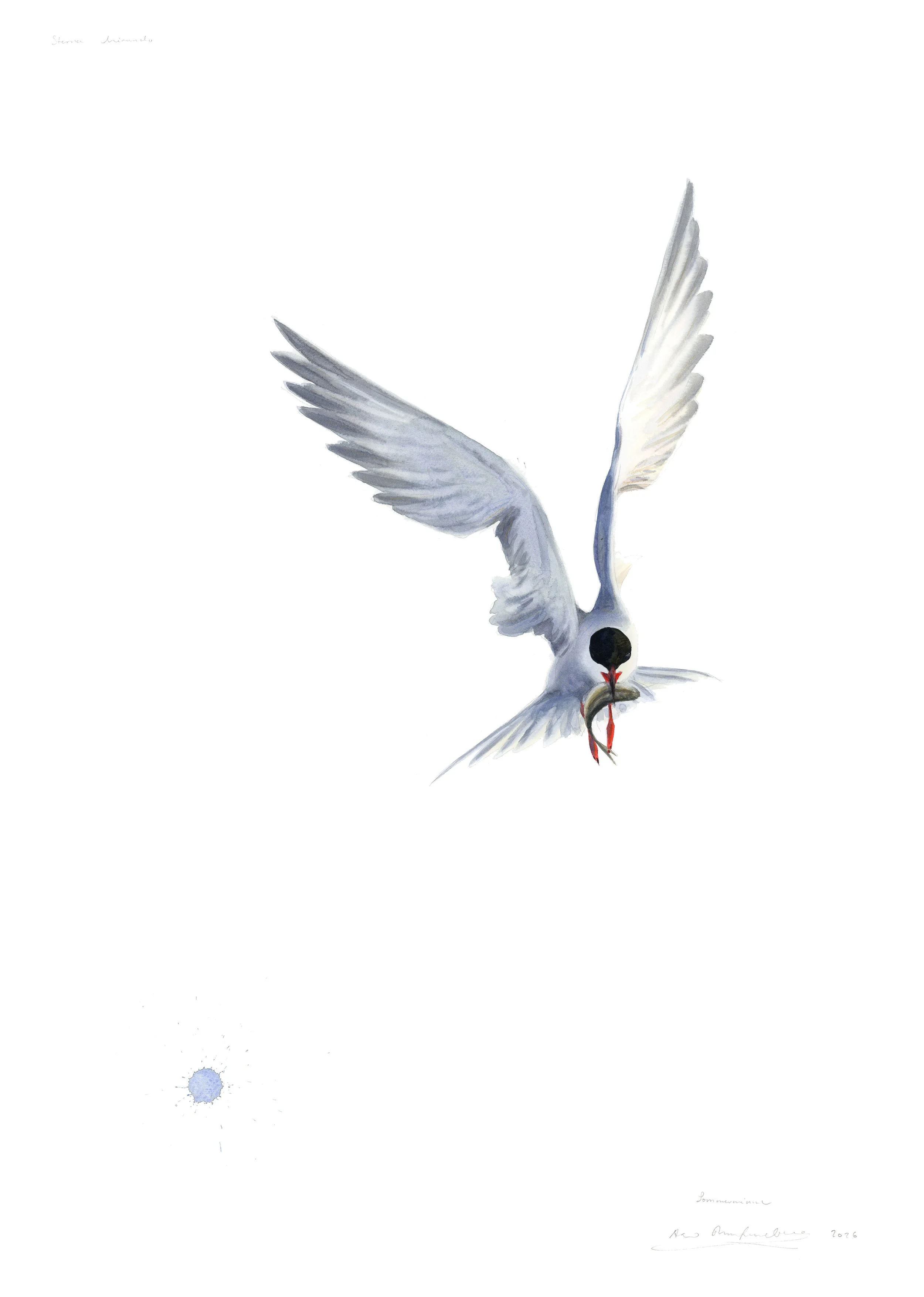 "Common Tern" 2026

Watercolor on paper
76x56 cm