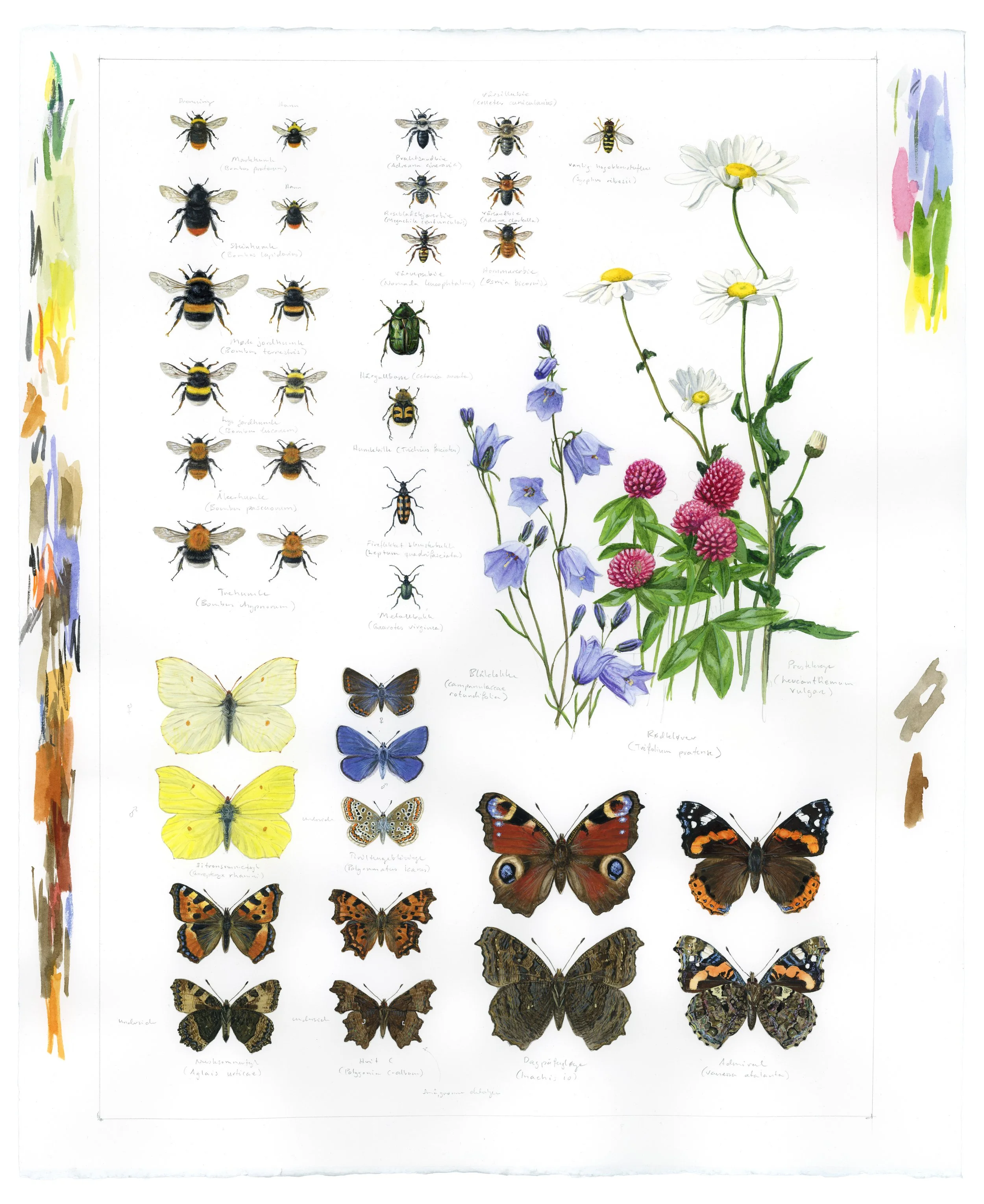 "Common Pollinators" 2026

Watercolor and gouache on paper
56x47cm
Illustrations painted for WWF Verdens Naturfond (Norway)