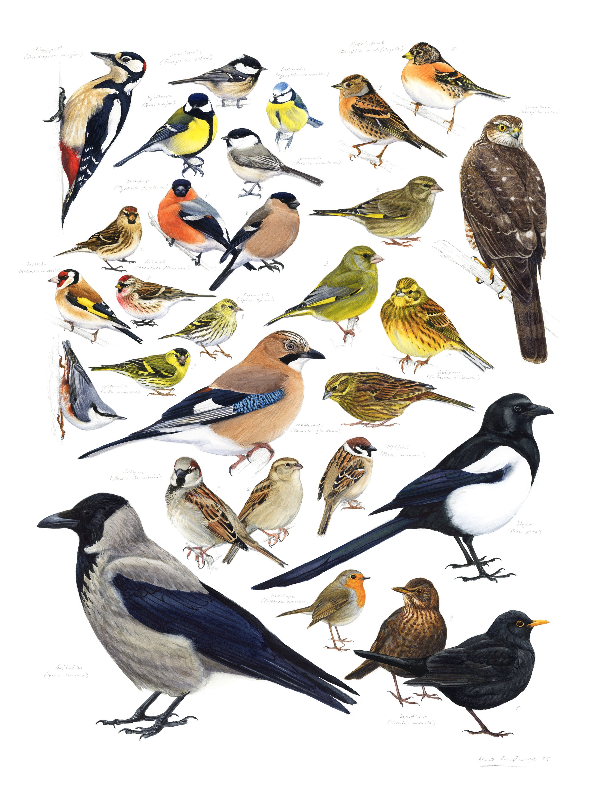 "Garden Birds" 2025

Watercolor and gouache on paper
76x56cm
Illustrations painted for WWF Verdens Naturfond (Norway) for their project "Solveig og Sverres Fugleskole" January 2026