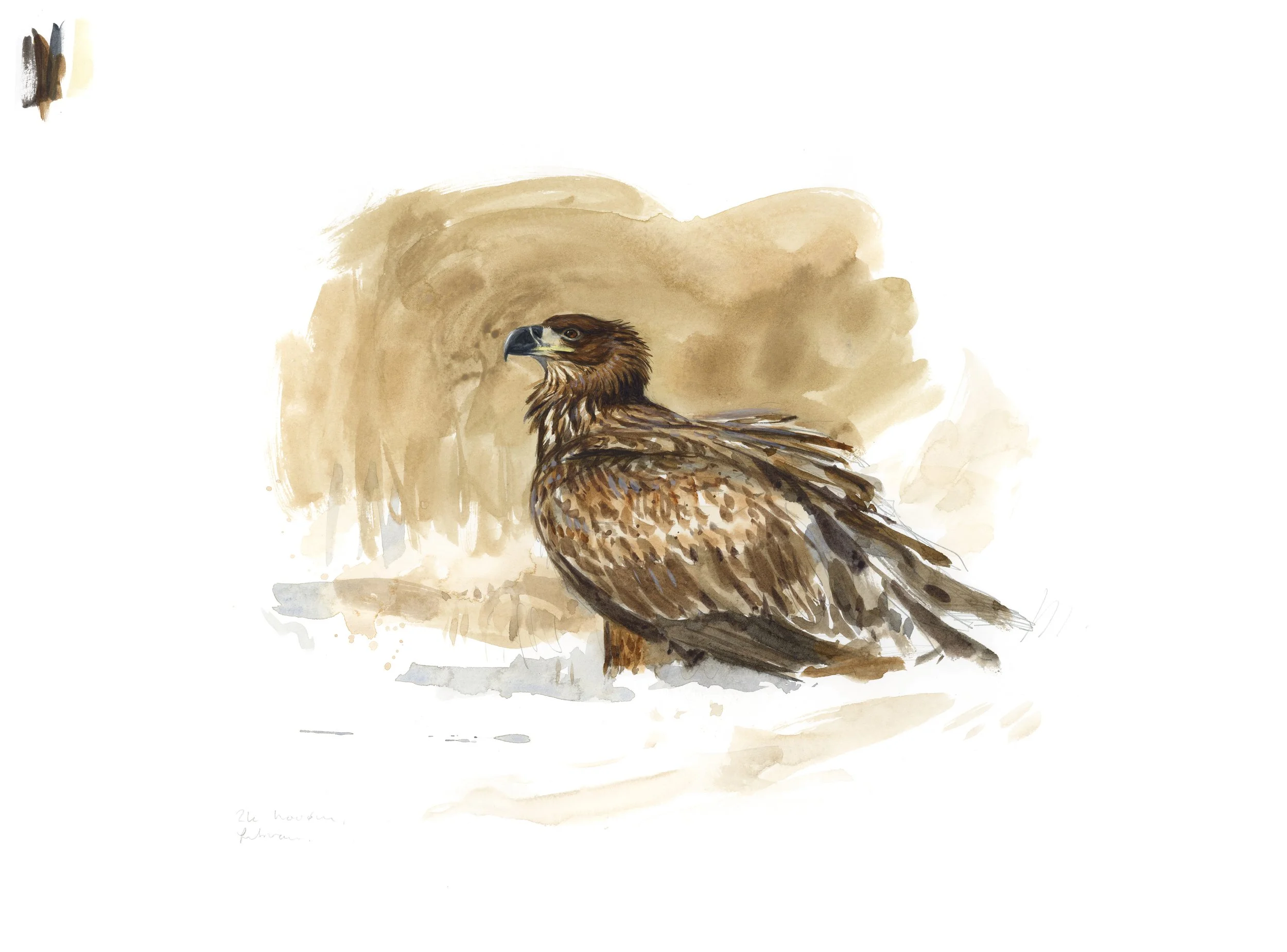 "Young White-tailed Eagle" 2025

Watercolor on paper
ca. 40x60 cm