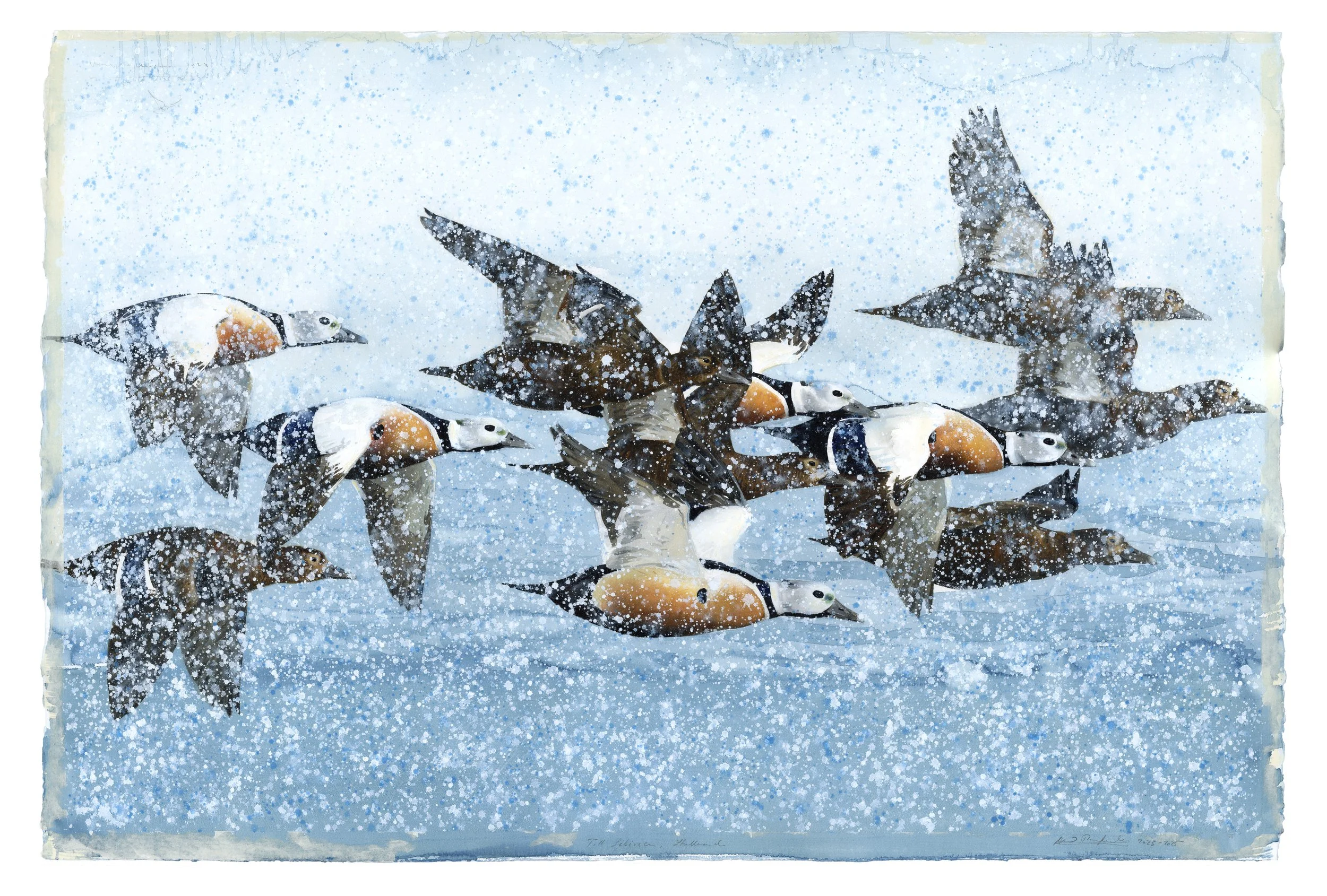 "Arctic memory, Stellers Eiders" 2023-2025

Watercolor and gouache on paper
76x114 cm SOLD