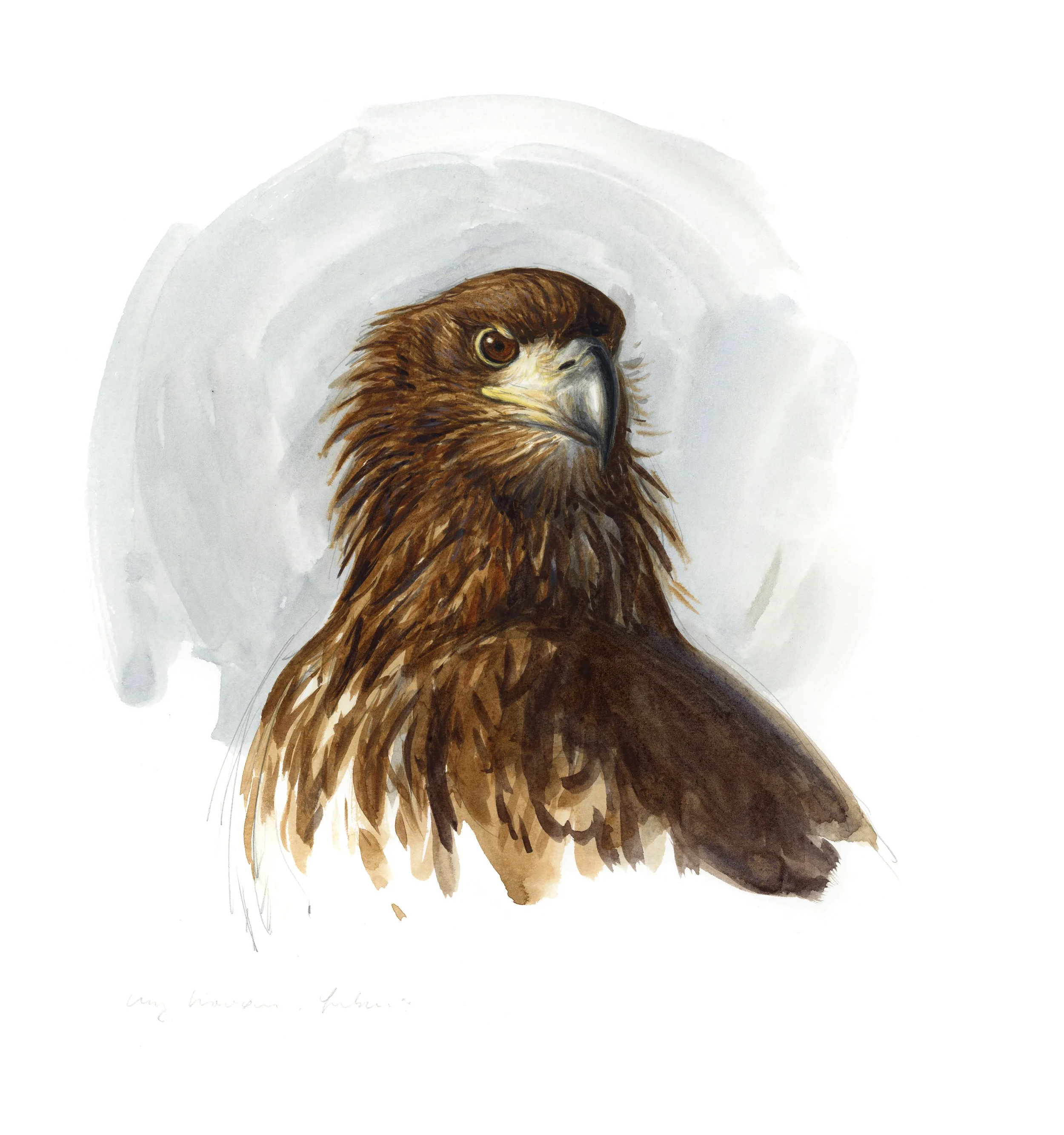 "Young White-tailed Eagle portrait" 2025

Watercolor on paper
ca 45x60 cm