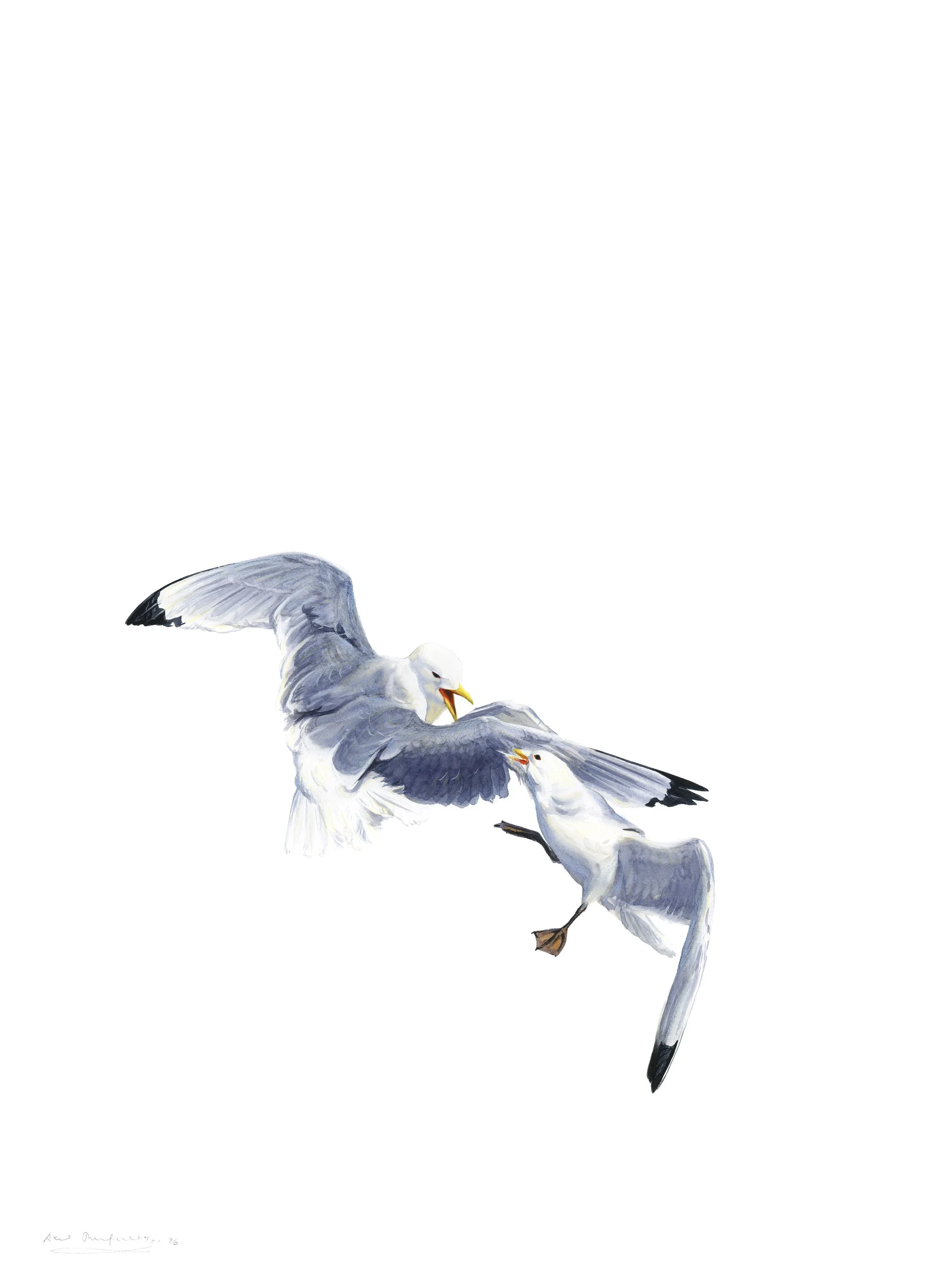 "Discussion, Kittiwakes" 2026

Watercolor on paper
76x56 cm