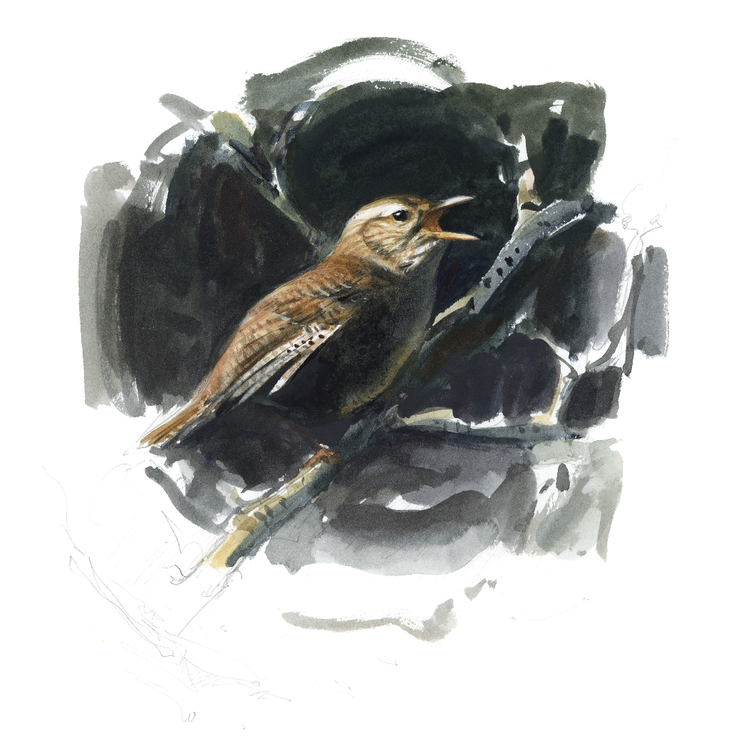 "Singing Wren" 2026

Watercolor on paper
38x28 cm